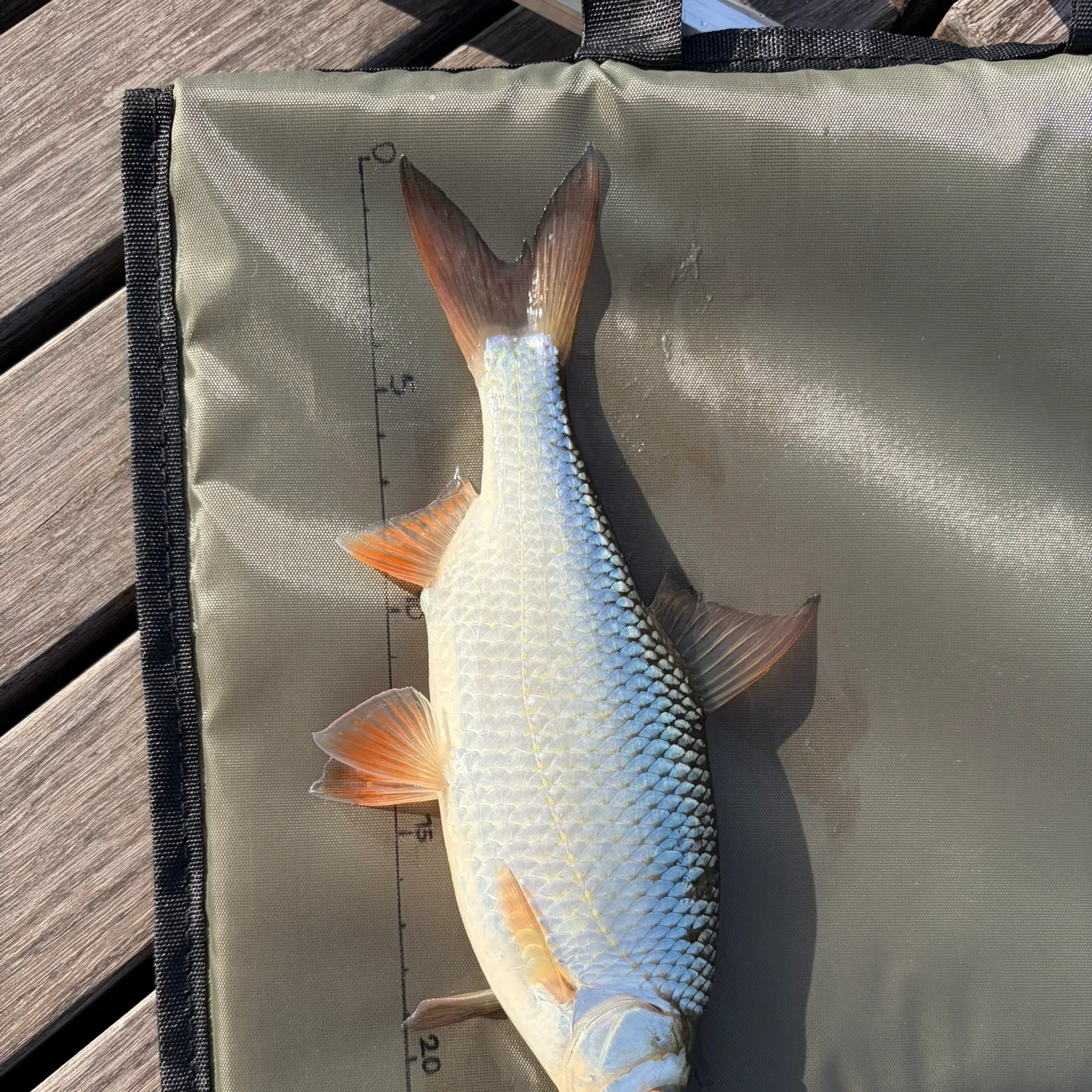 Common roach caught on Fishbrain
