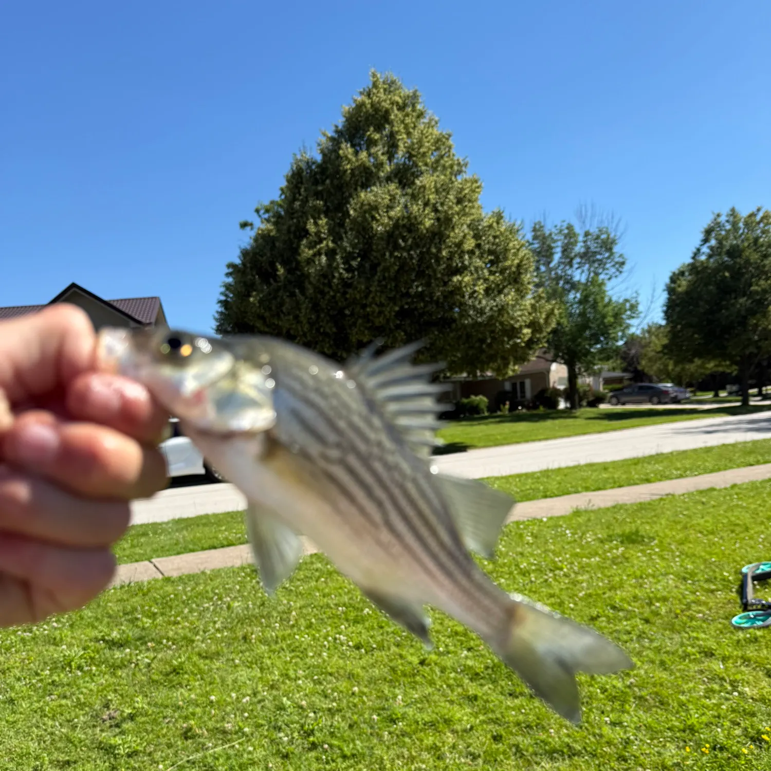 Striped bass caught on Fishbrain