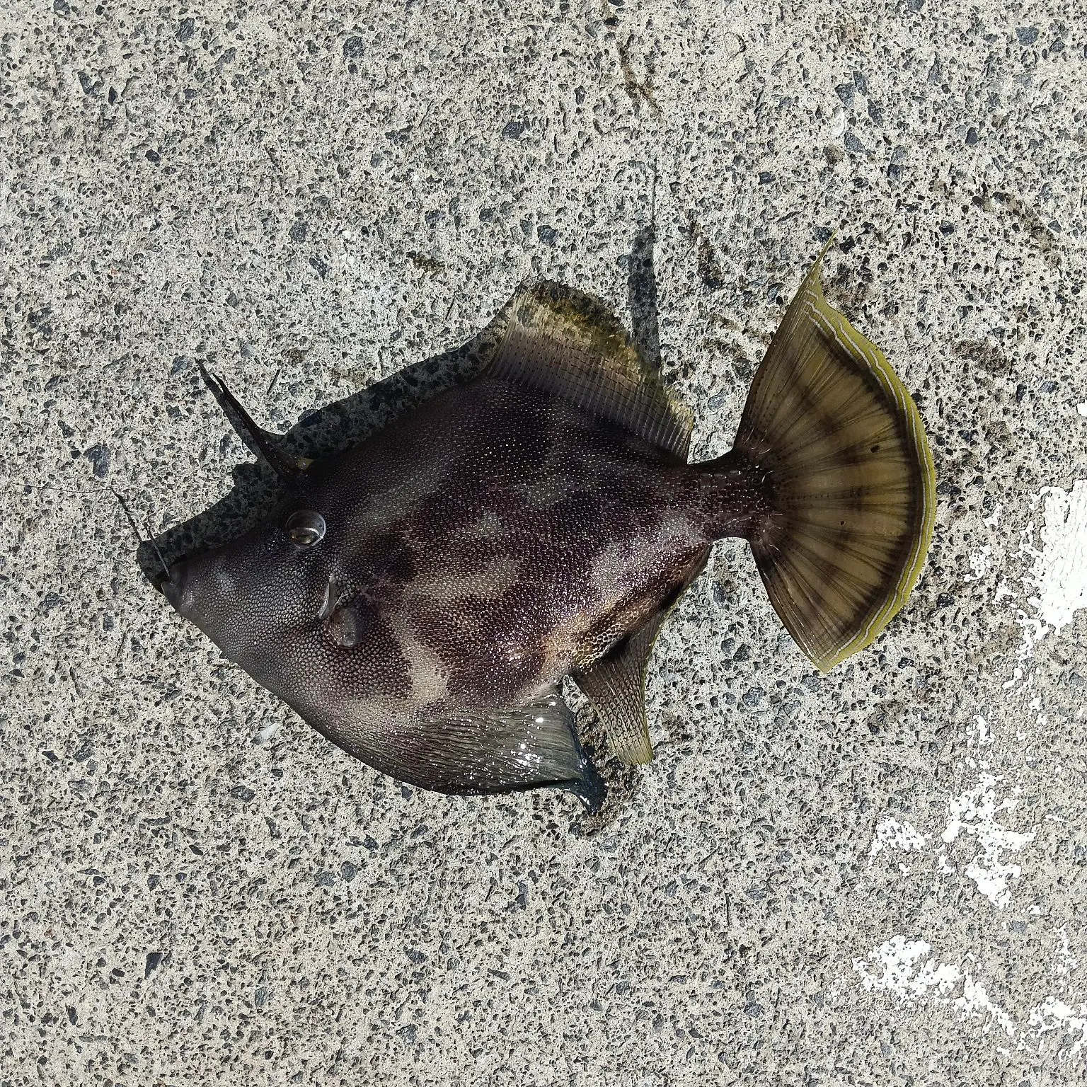 The most recent Black reef leatherjacket catches on Fishbrain