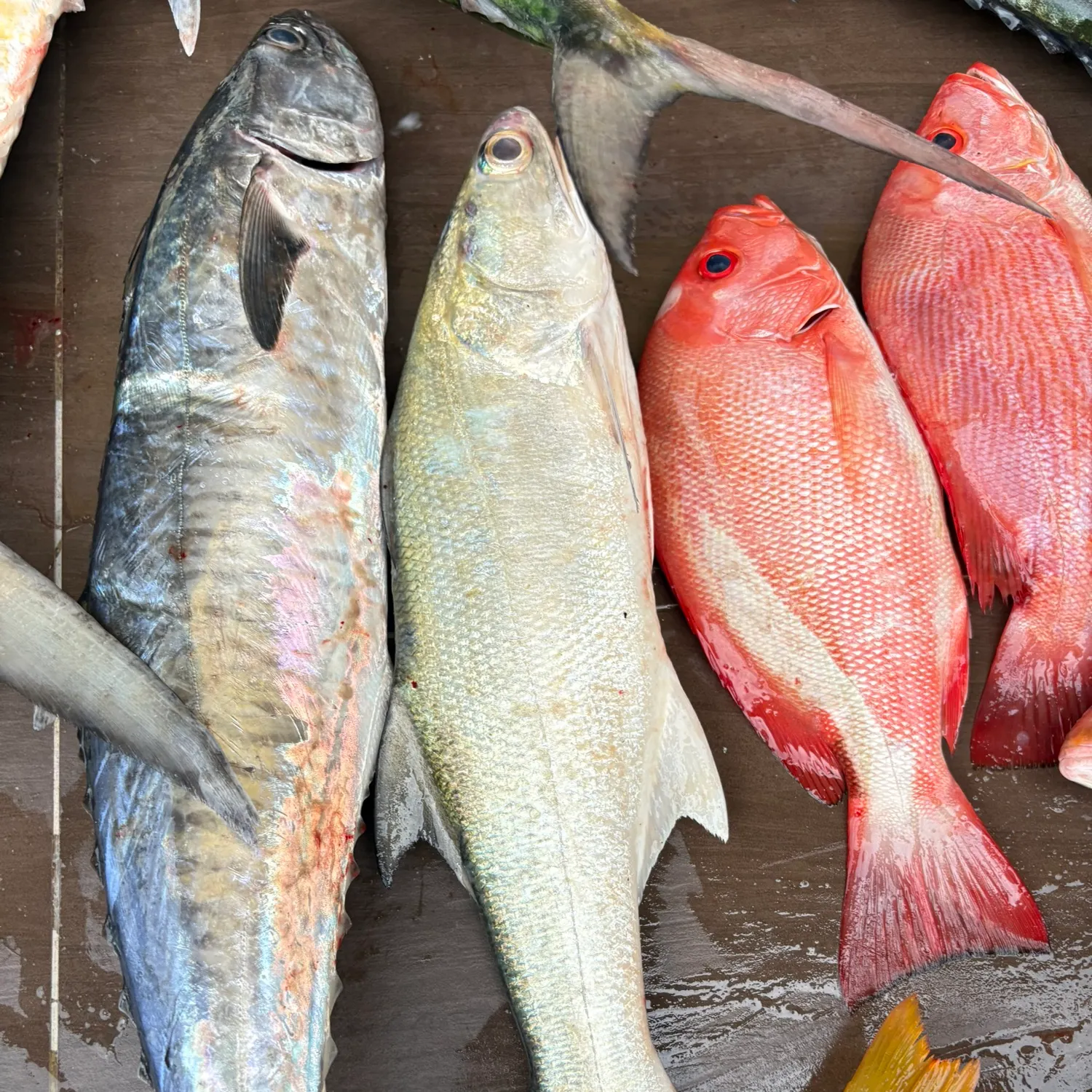 The most recent Fourfinger threadfin catches on Fishbrain