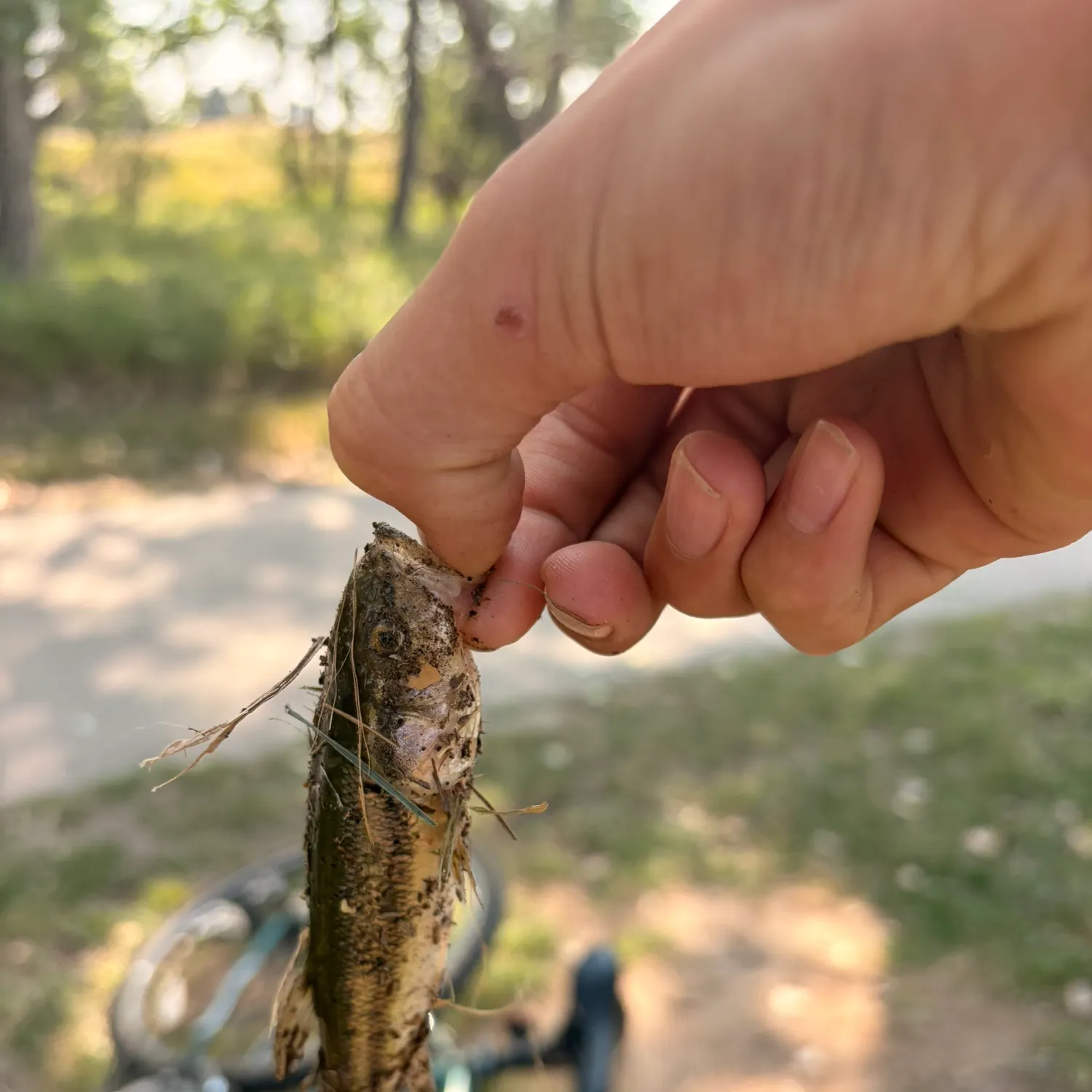 The most recent Creek chub catches on Fishbrain