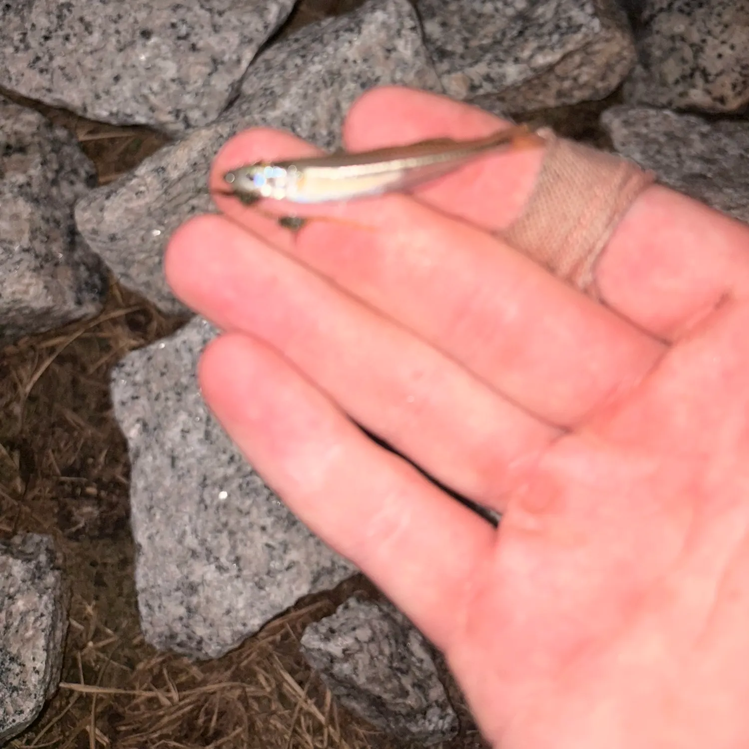 Atlantic silverside caught on Fishbrain