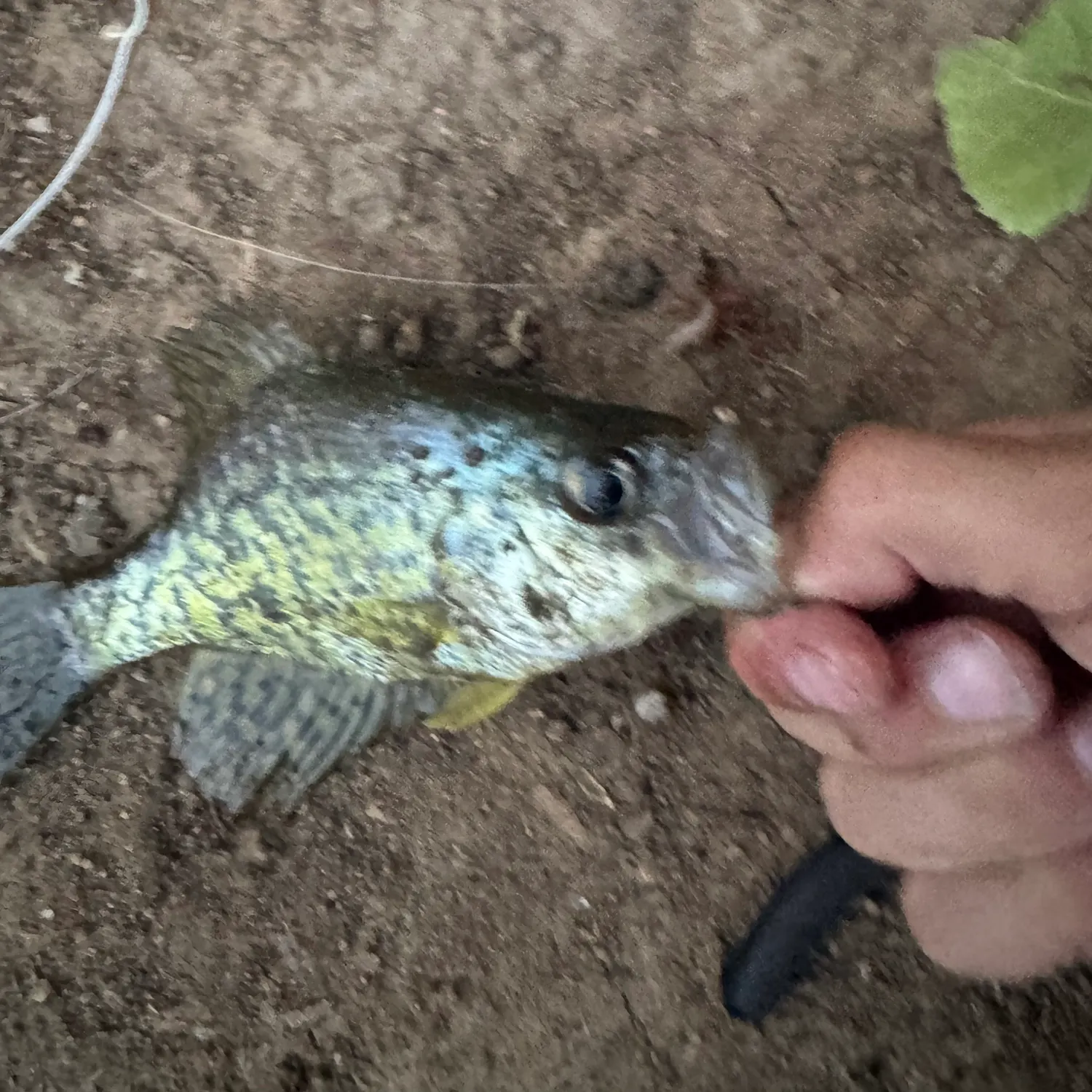 Black crappie caught on Fishbrain