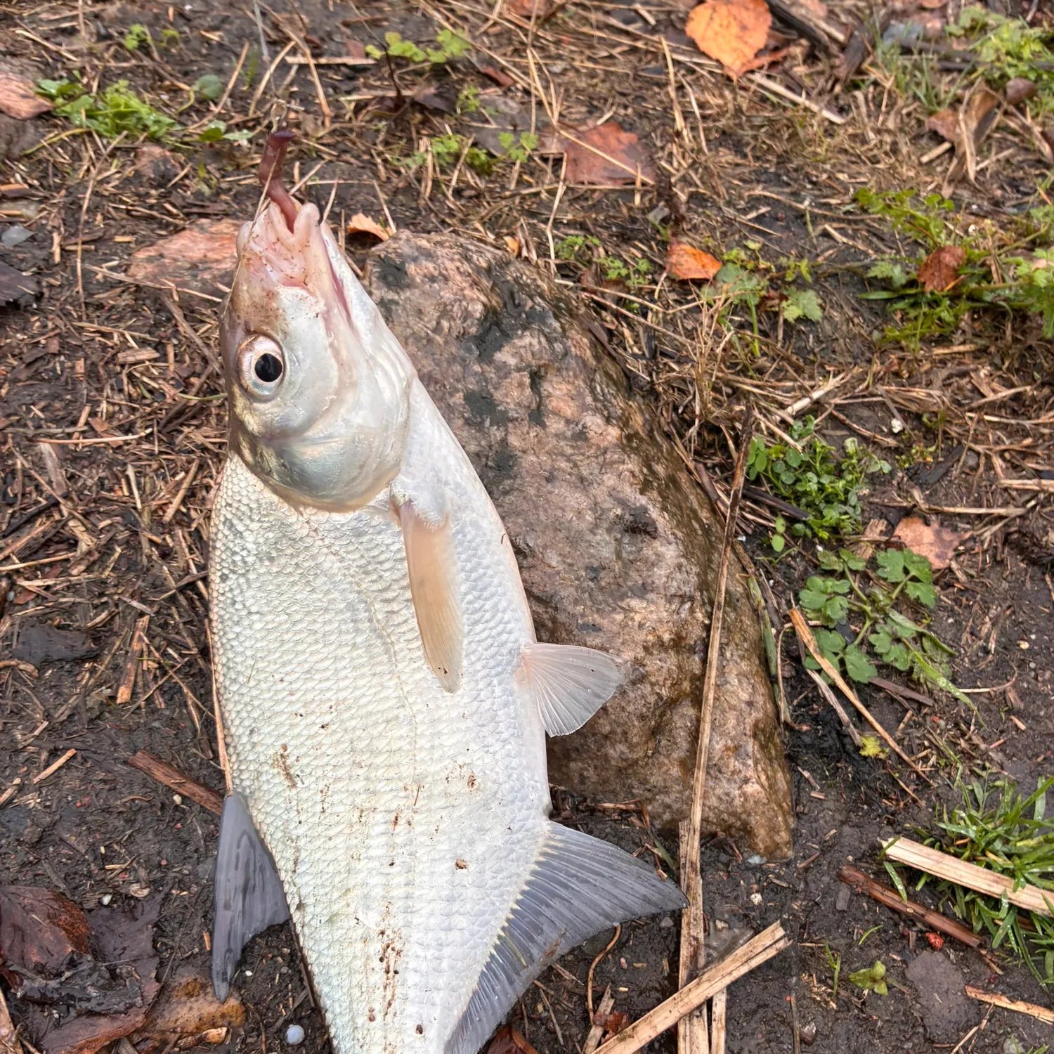 Common bream caught on Fishbrain