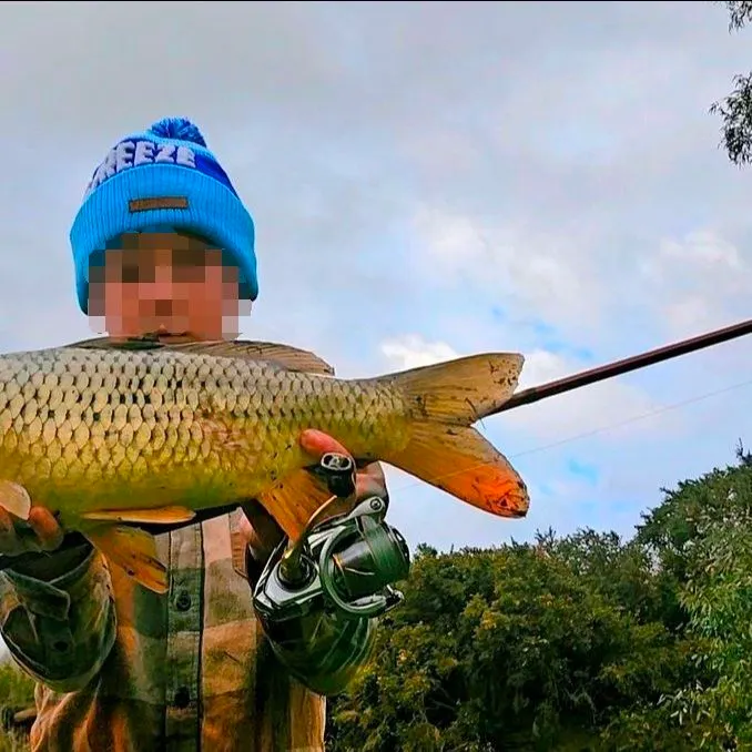 Common carp caught on Fishbrain