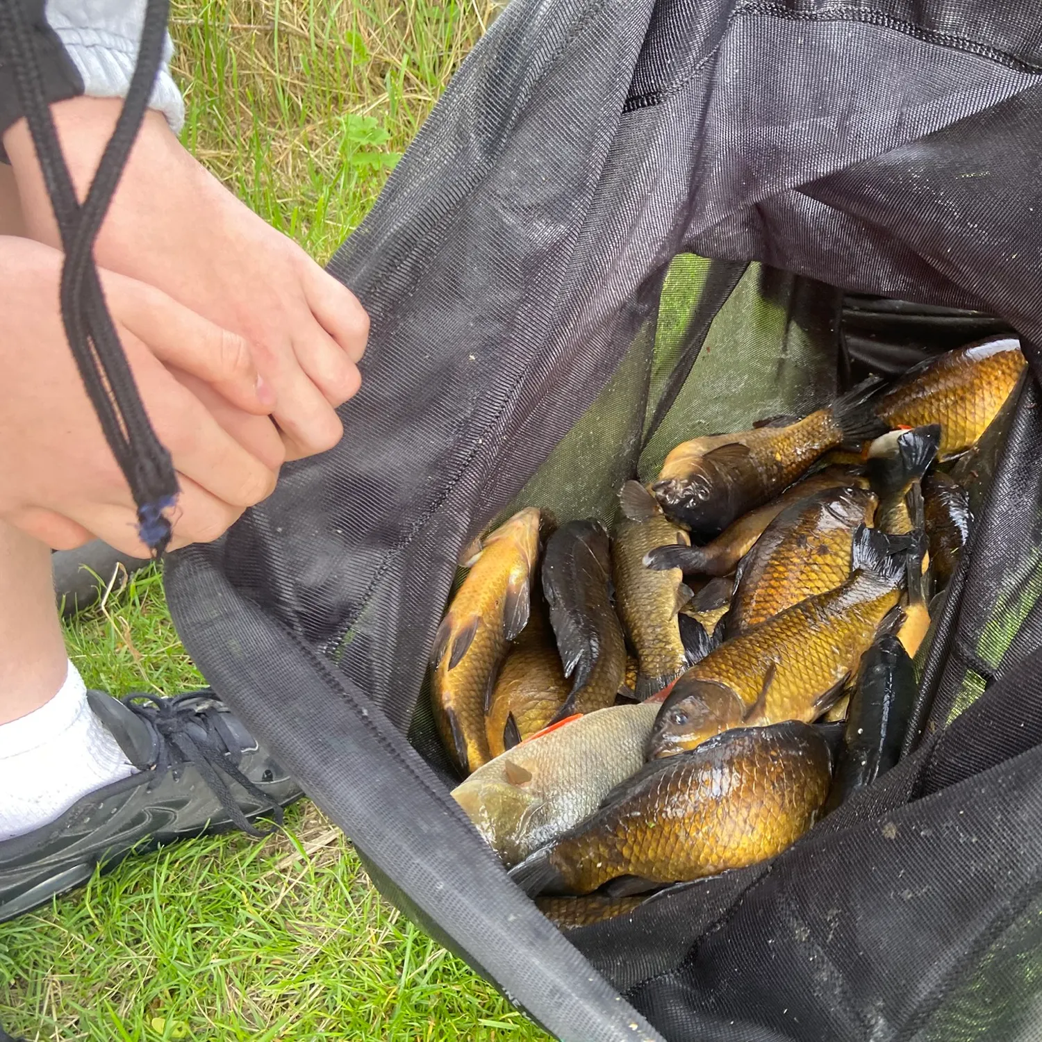 The most recent F1 carp catches on Fishbrain