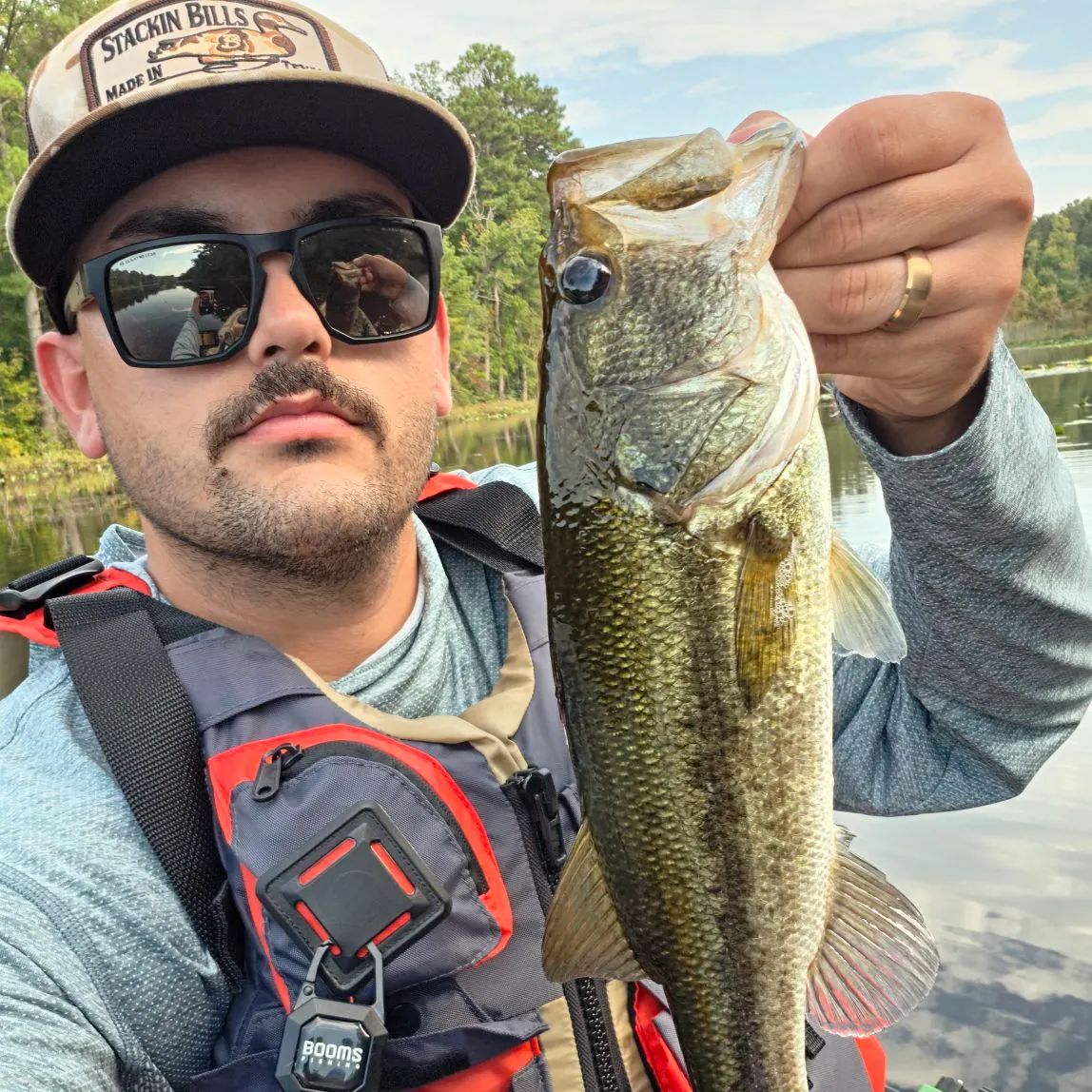 Largemouth bass caught on Fishbrain