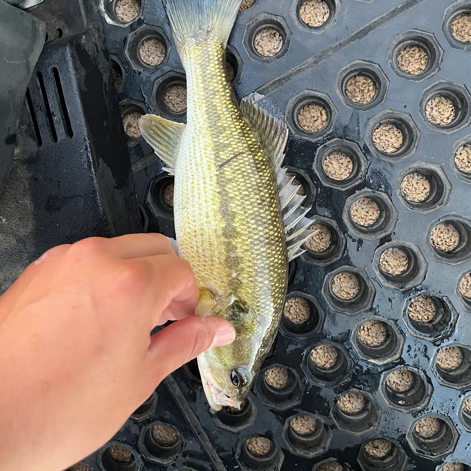 Spotted bass caught on Fishbrain