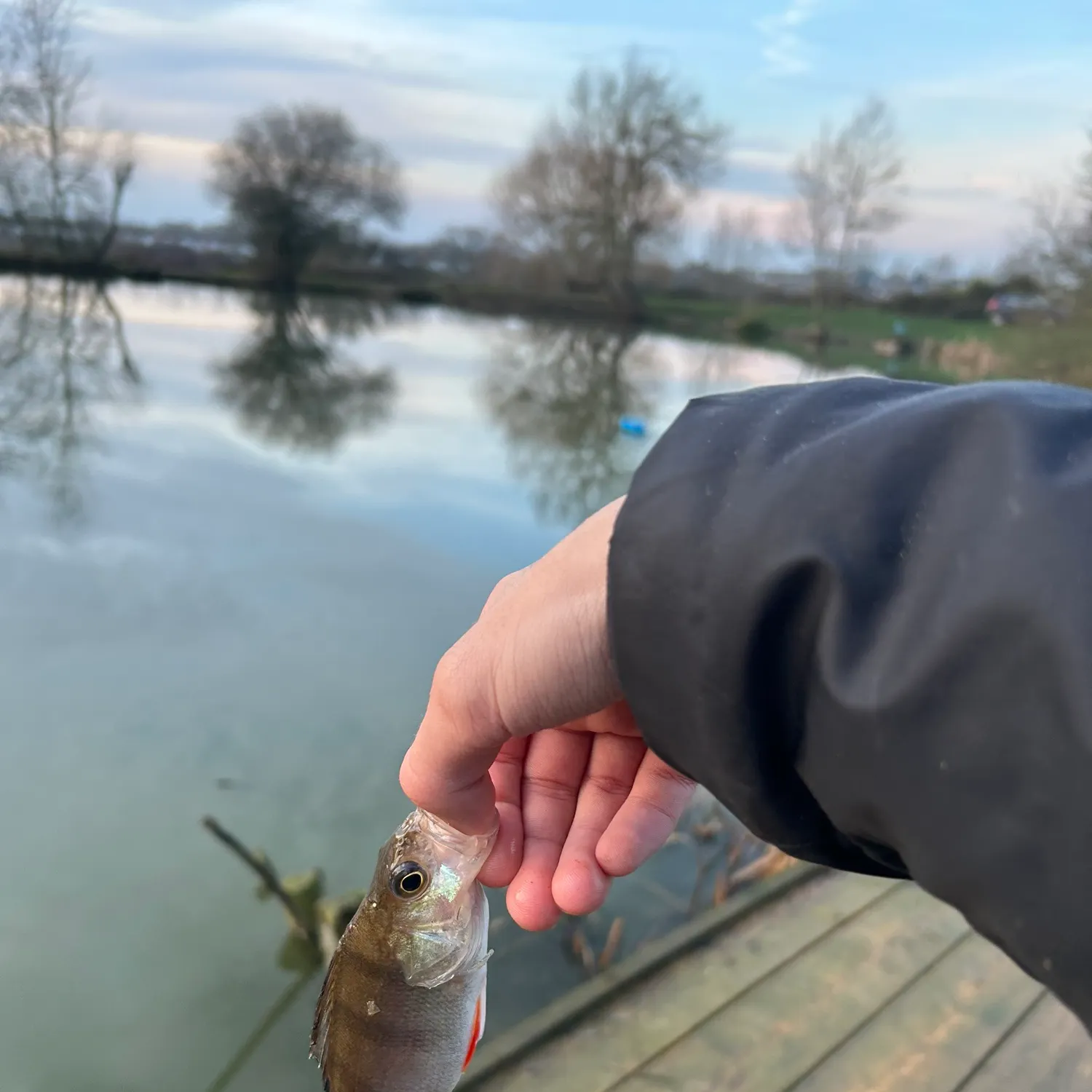European perch caught on Fishbrain