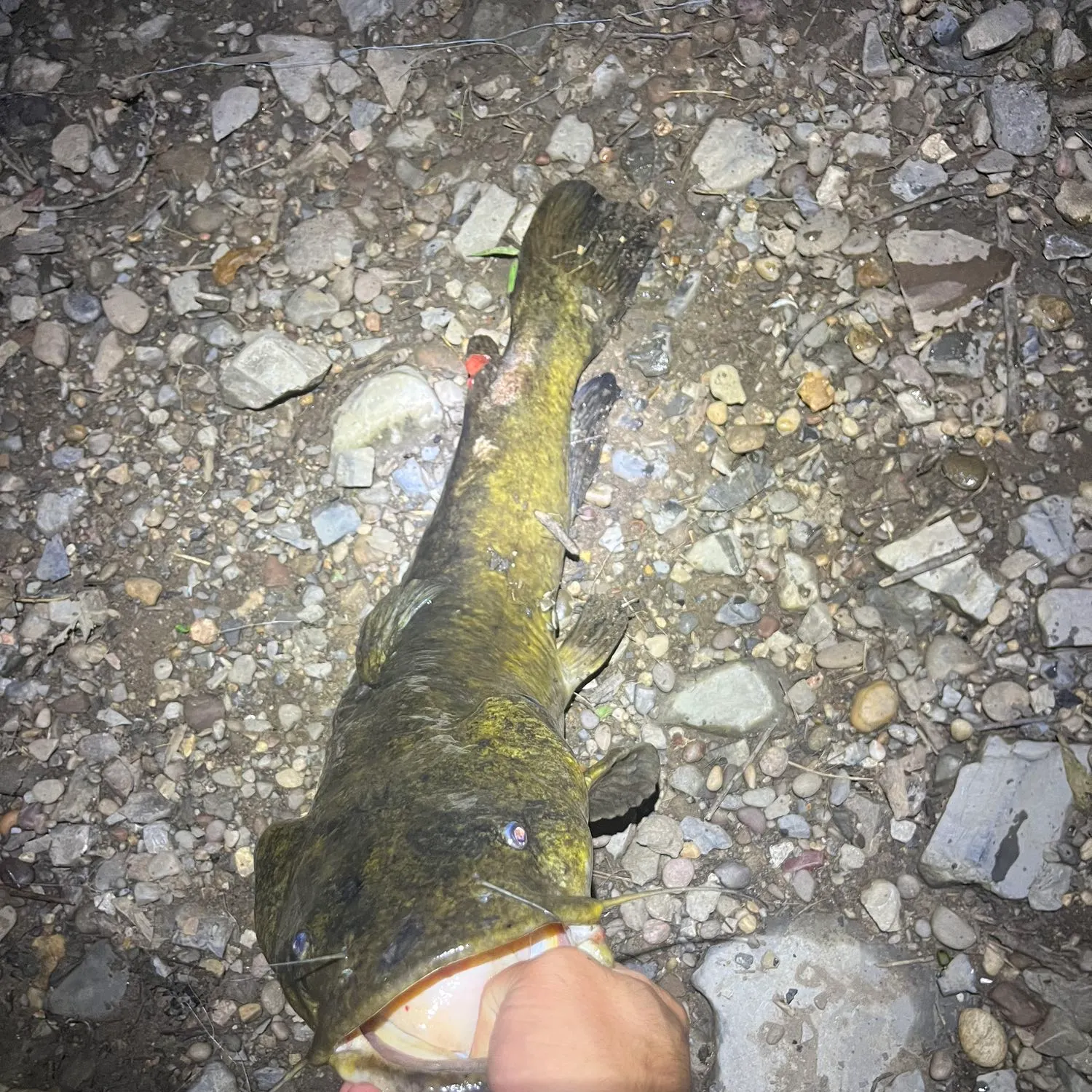 angler catch