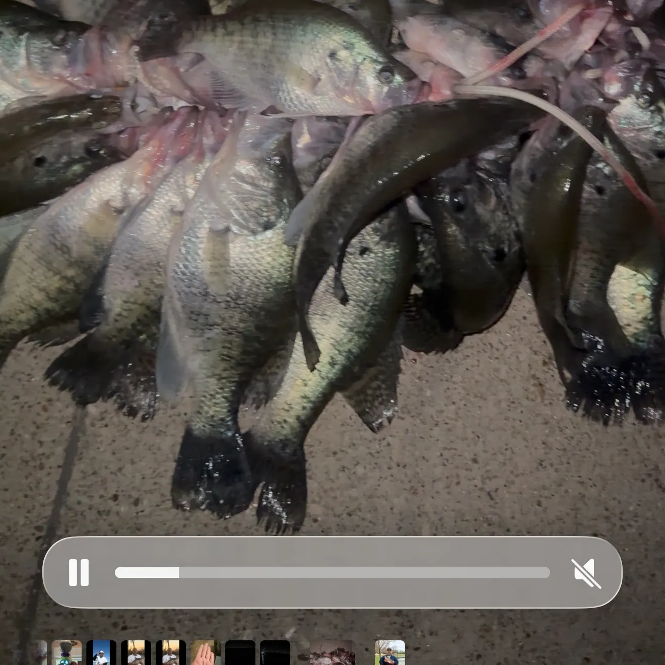 recently logged catches