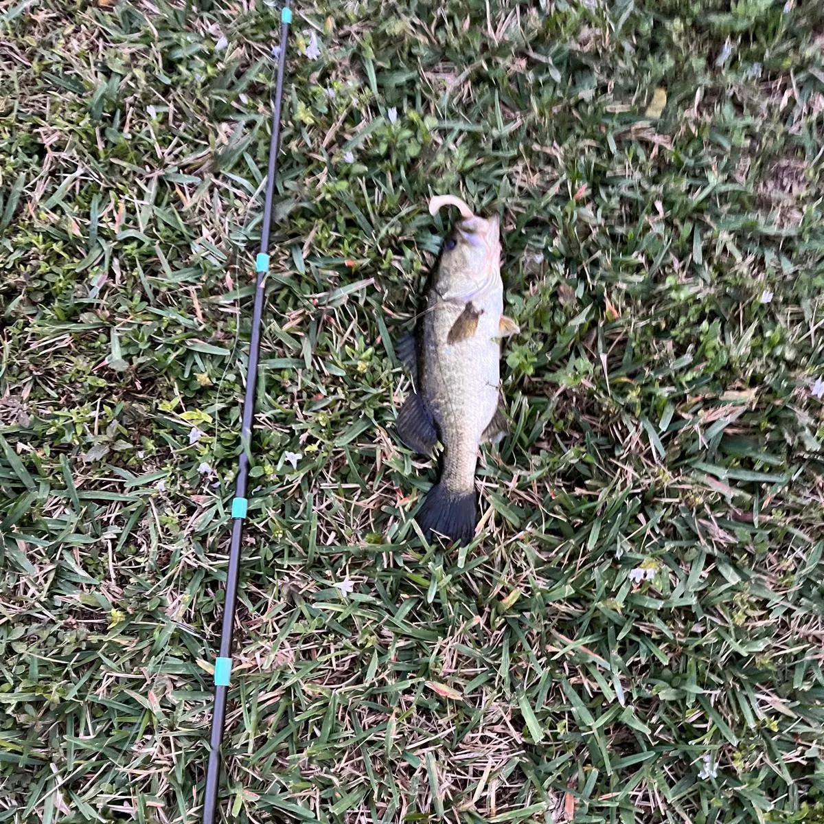 The most recent F1 bass catches on Fishbrain