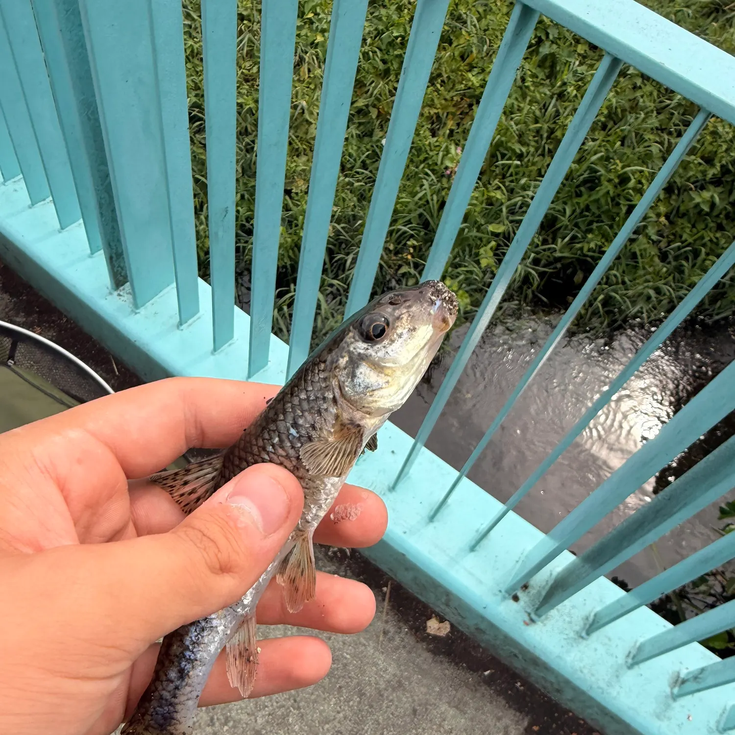 The most recent European bullhead catches on Fishbrain