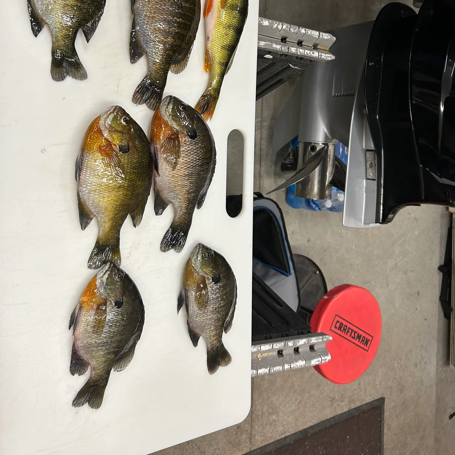 recently logged catches