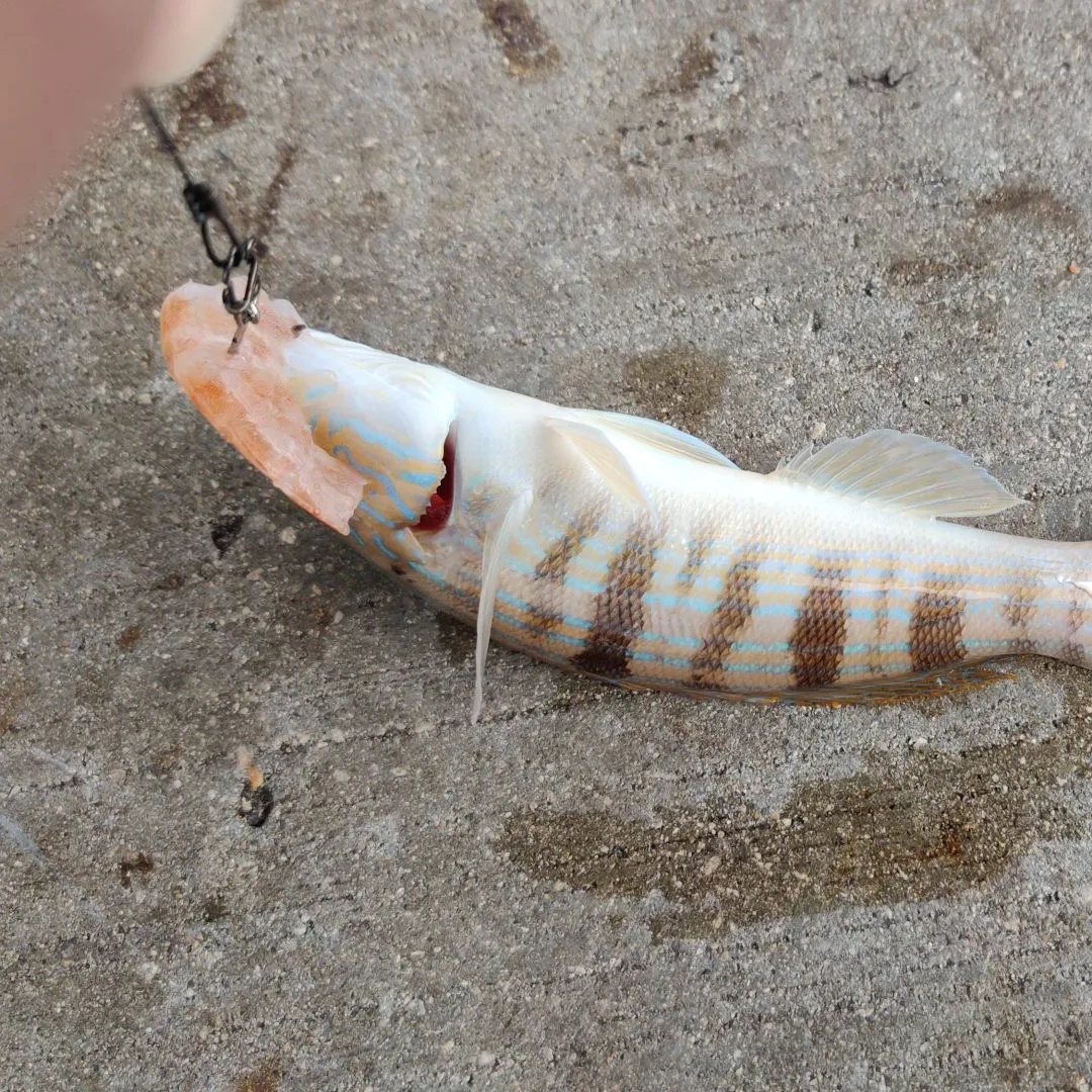 The most recent Blue cod catches on Fishbrain