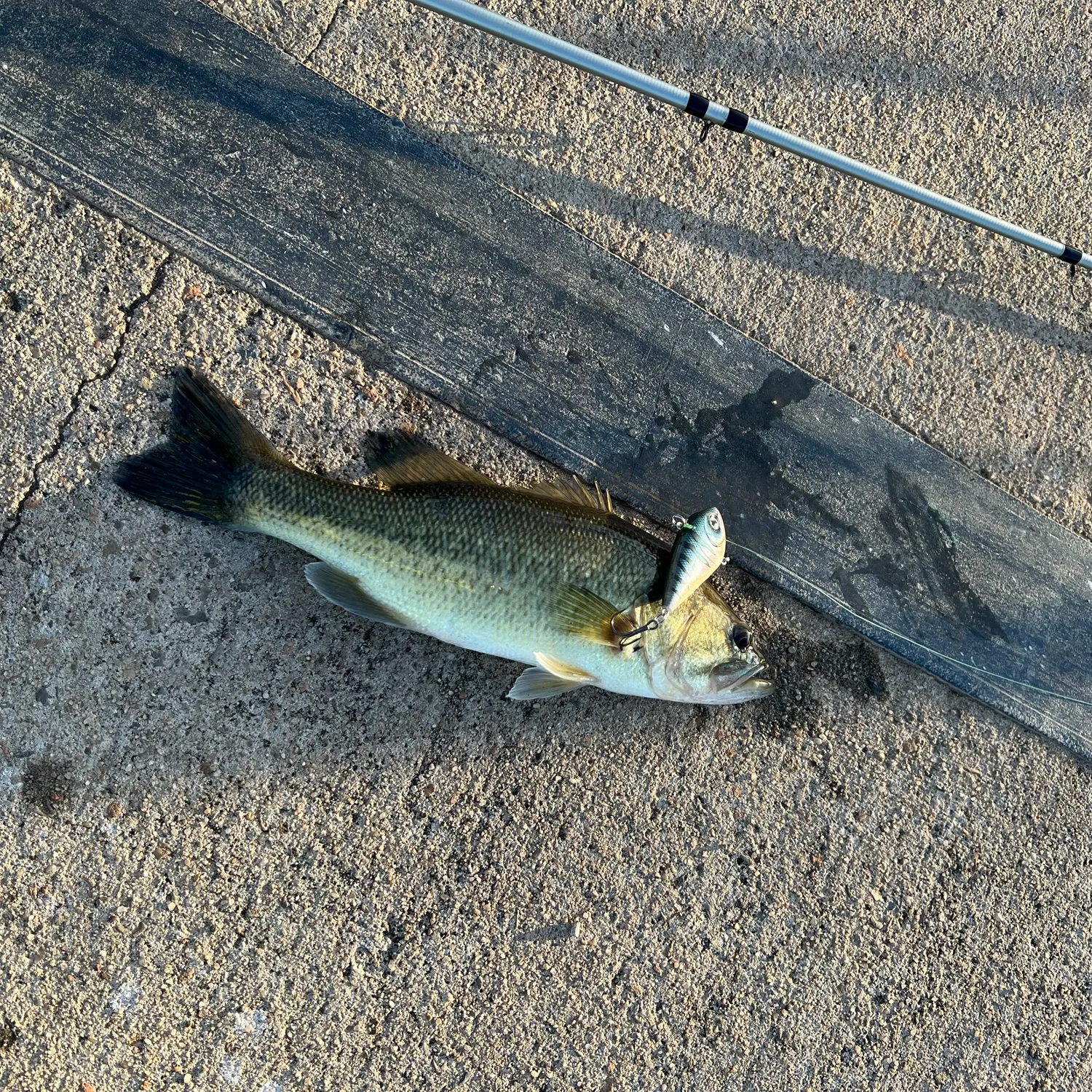 Largemouth bass caught on Fishbrain