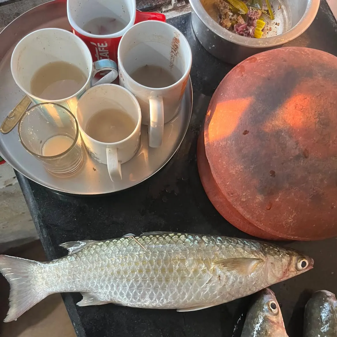 Striped mullet caught on Fishbrain