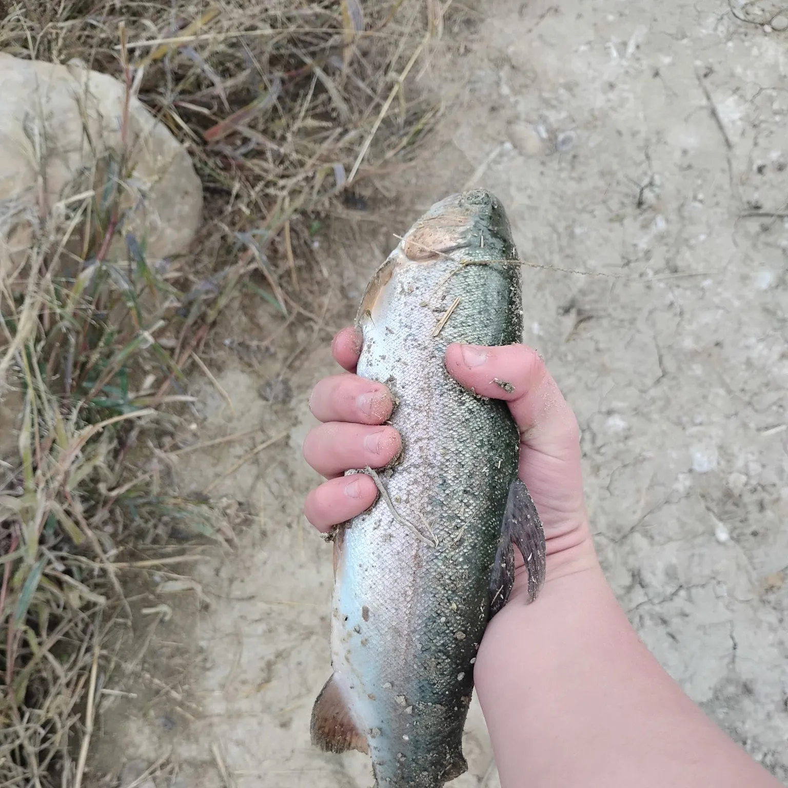 Rainbow trout caught on Fishbrain