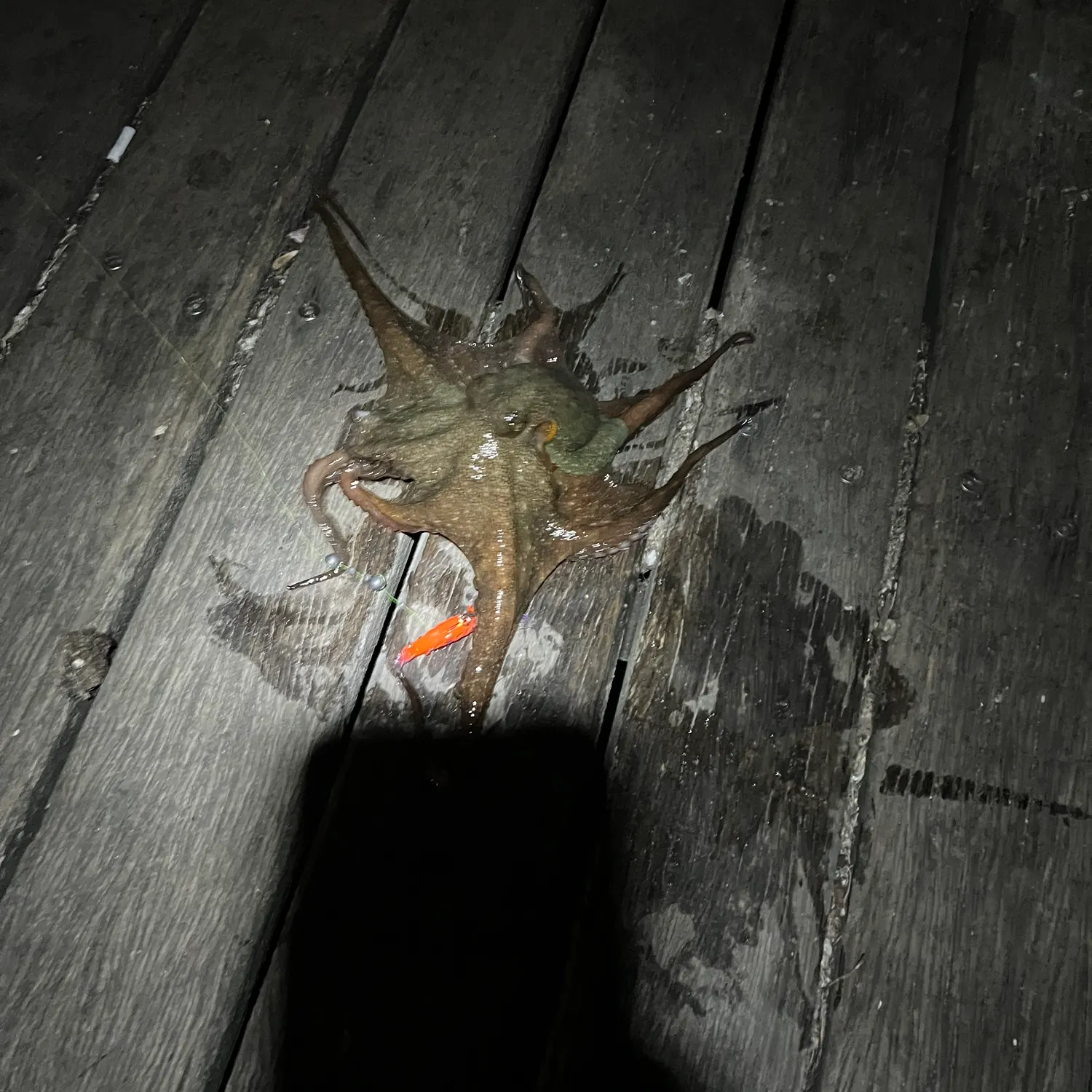 The most popular recent Common octopus catch on Fishbrain
