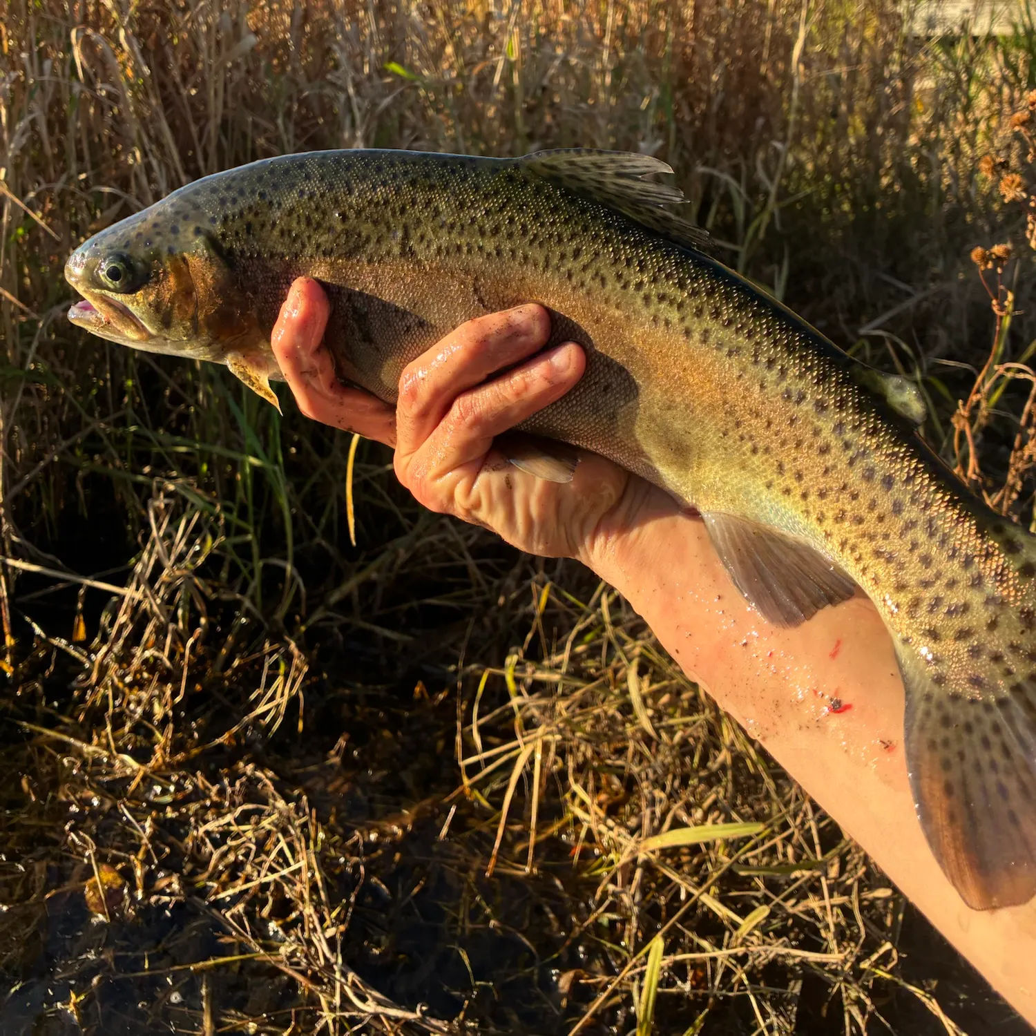 Rainbow trout caught on Fishbrain