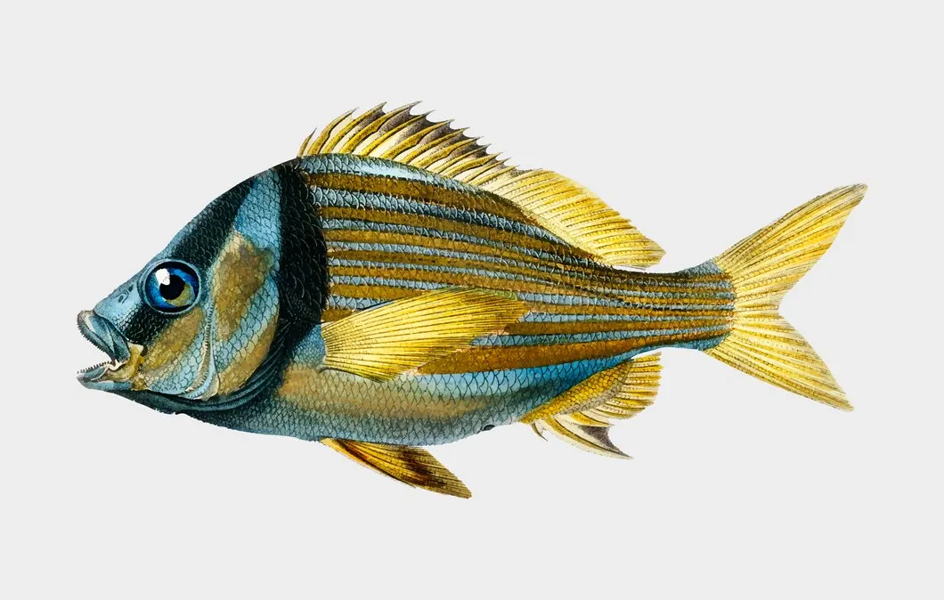 Atlantic porkfish