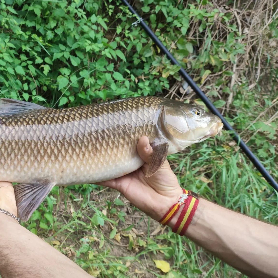 The most recent Northern barbel catches on Fishbrain