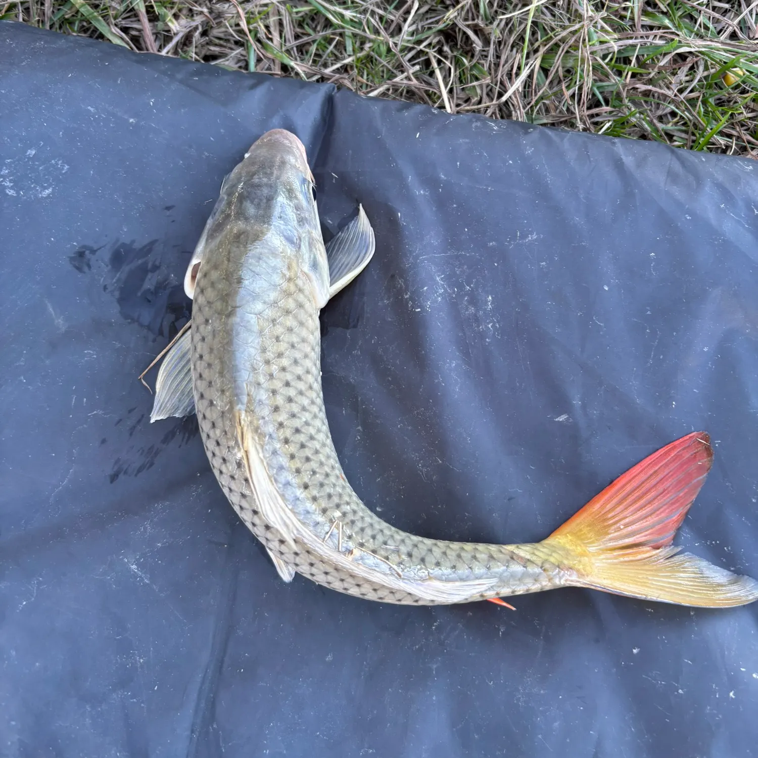 The most recent Ghost carp catches on Fishbrain