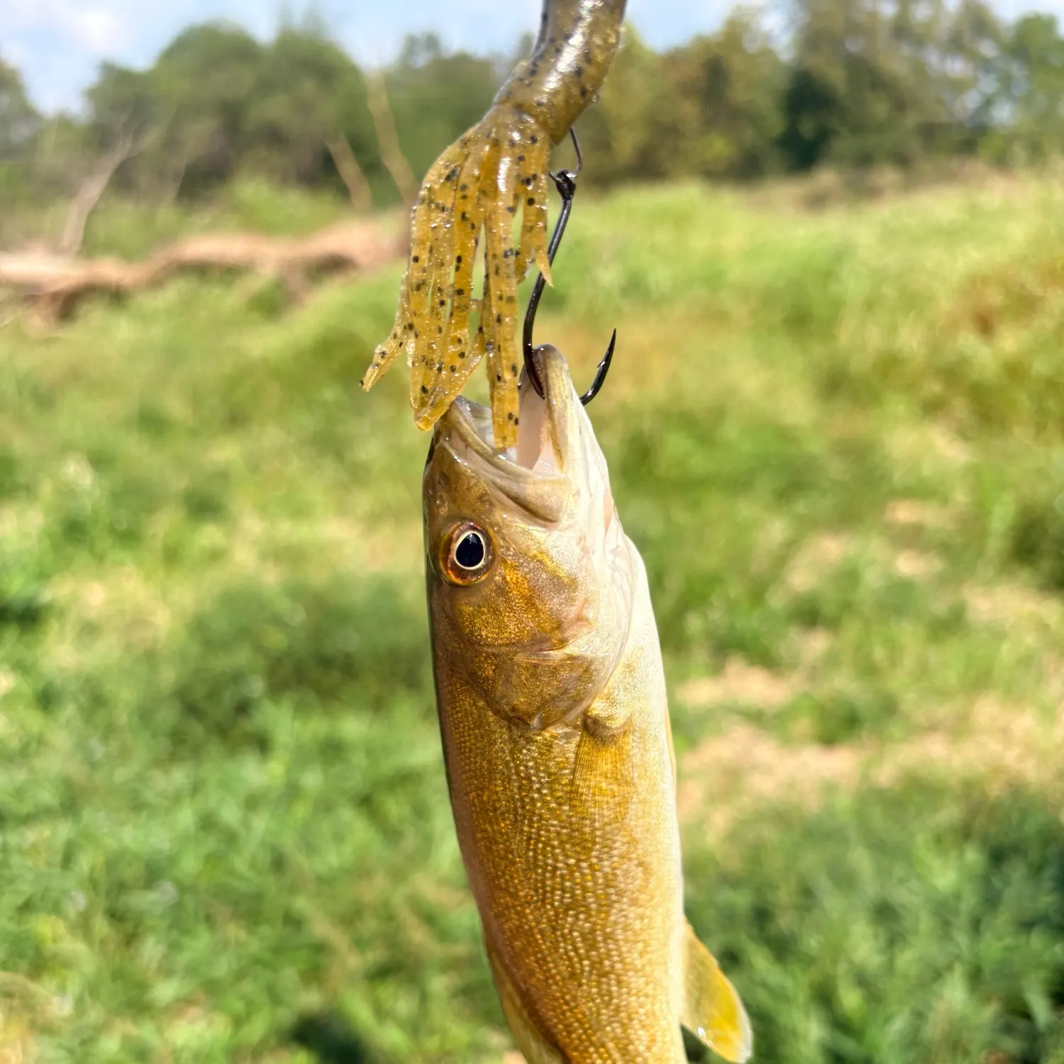 Smallmouth bass caught on Fishbrain