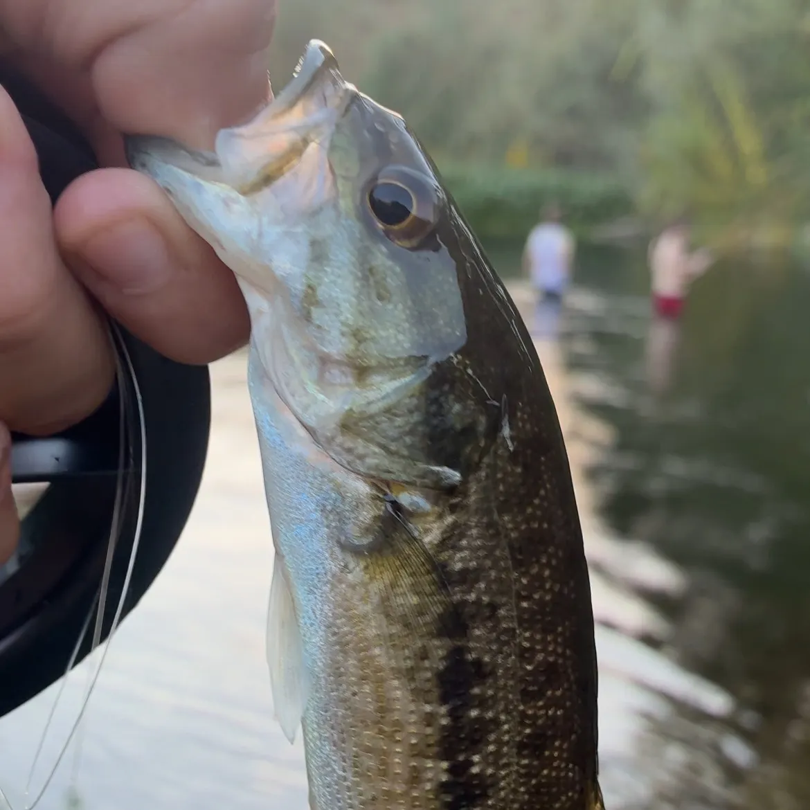 Spotted bass caught on Fishbrain