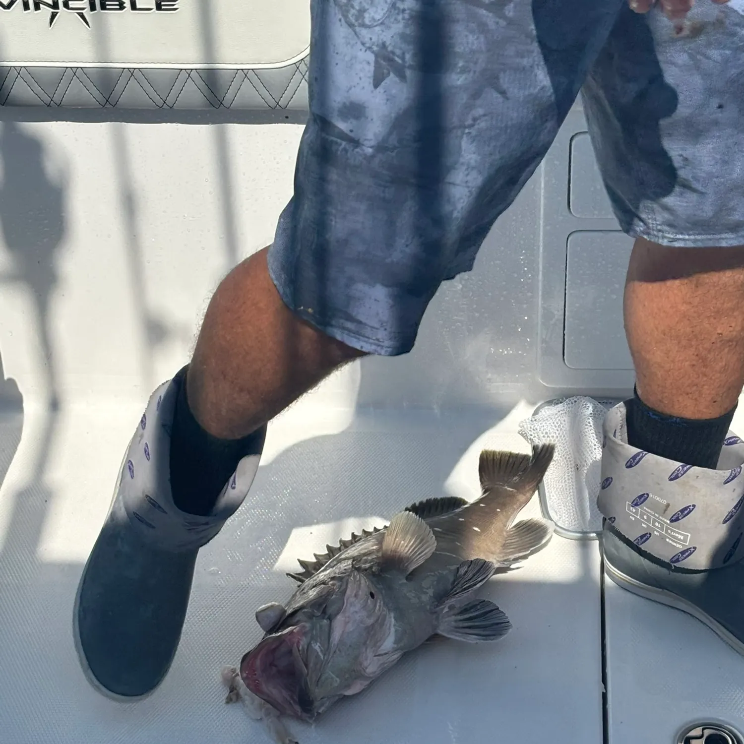The most recent Snowy grouper catches on Fishbrain