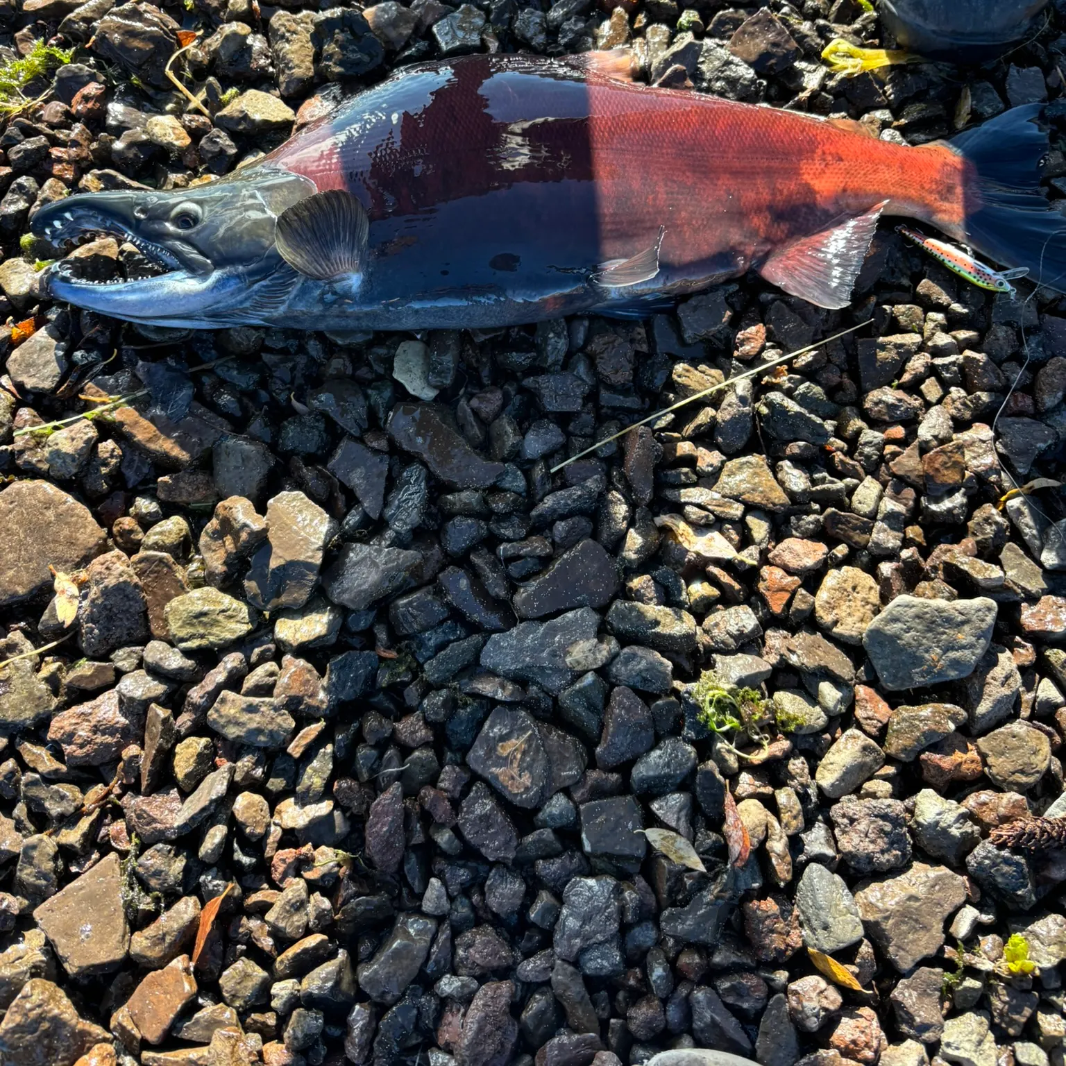 The most recent Kokanee salmon catches on Fishbrain