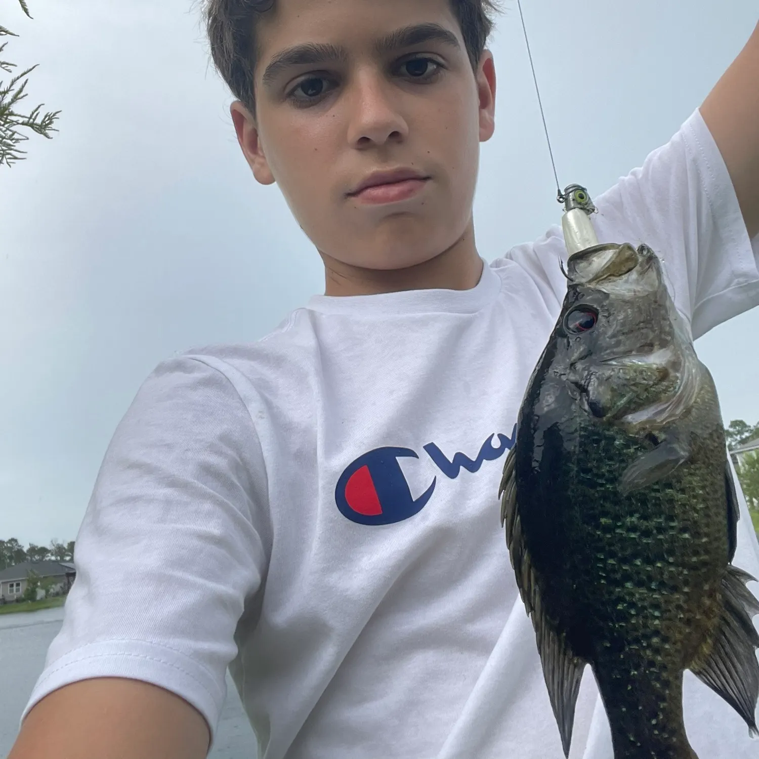 The most recent Warmouth catches on Fishbrain