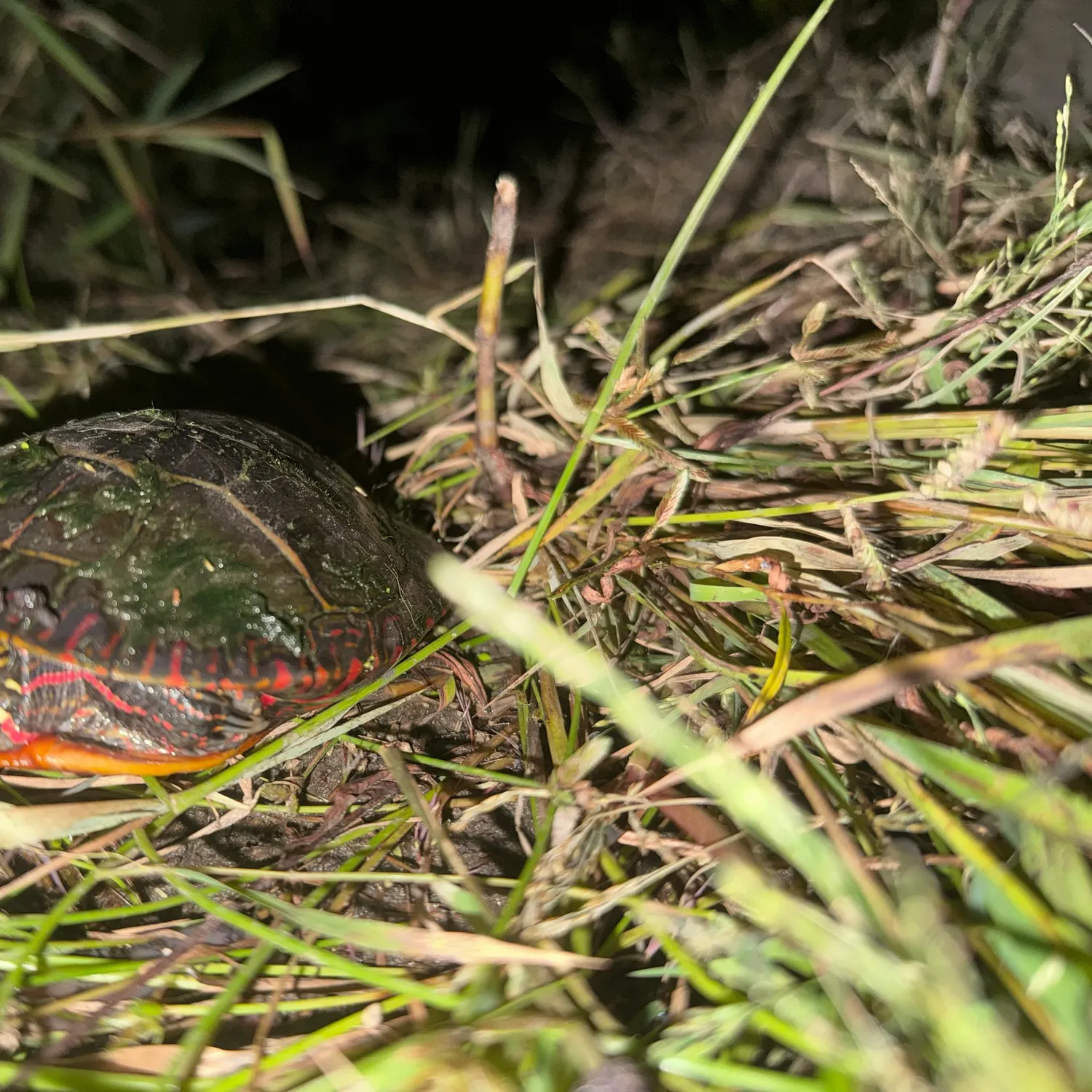 The most recent Painted turtle catches on Fishbrain