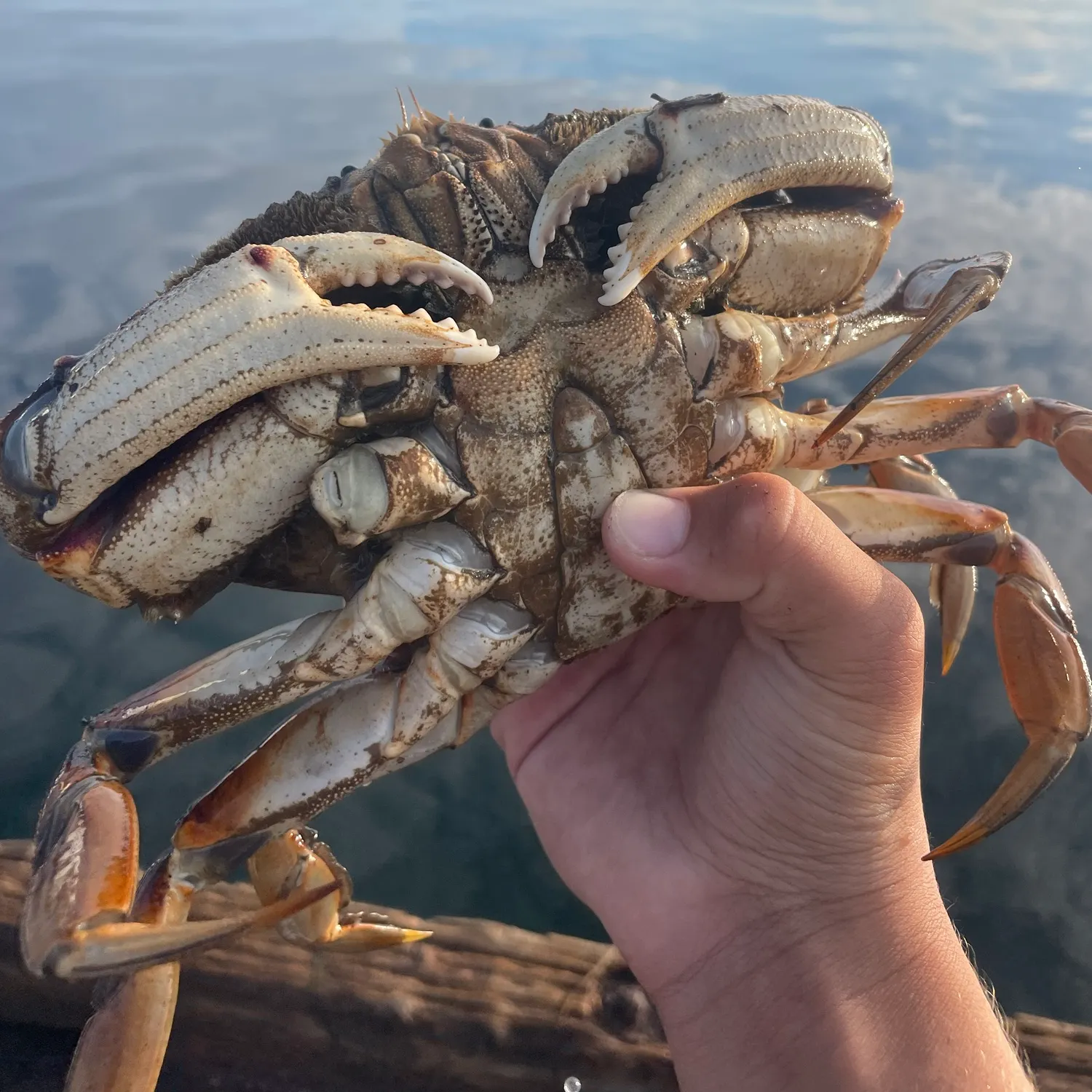Dungeness crab caught on Fishbrain