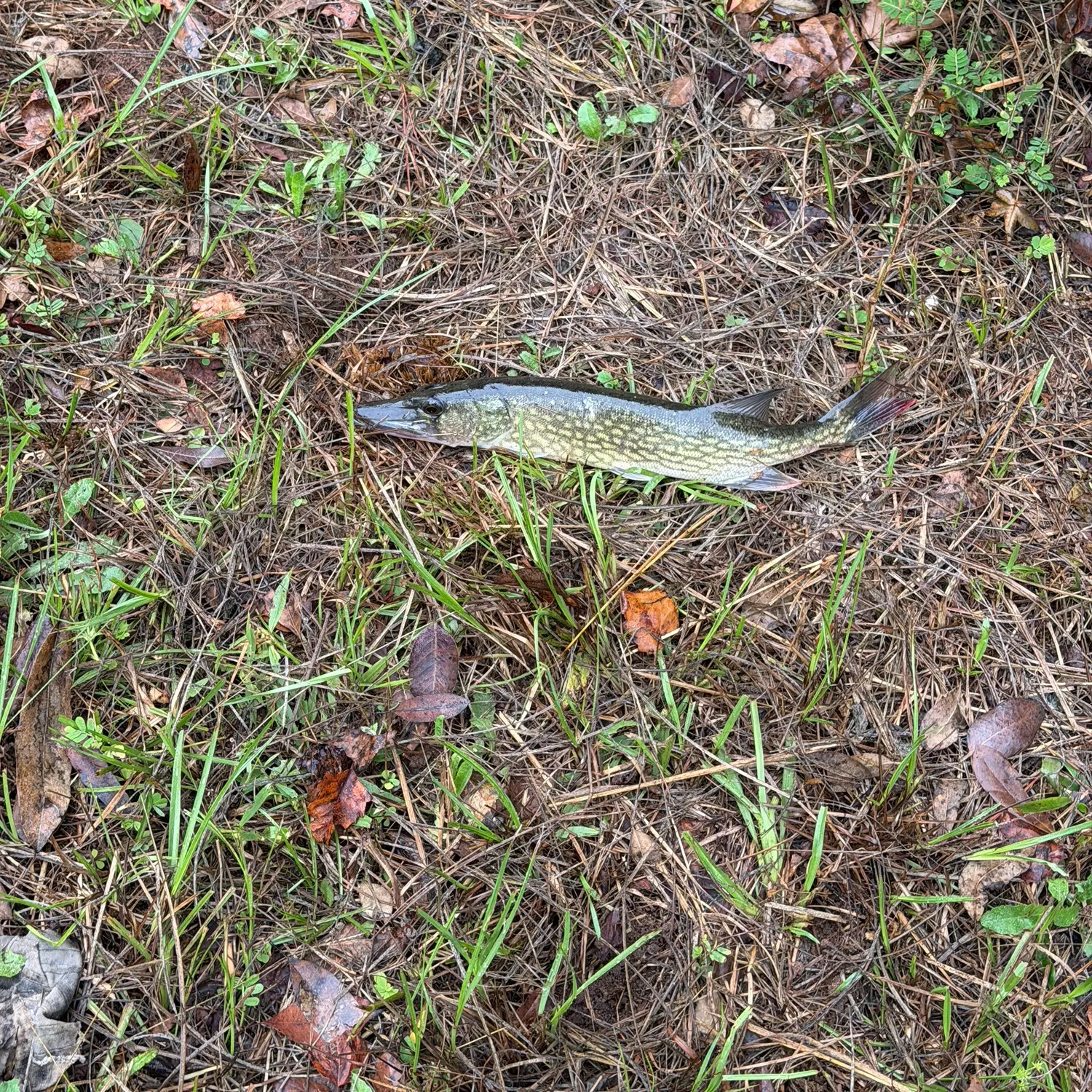 Chain pickerel caught on Fishbrain