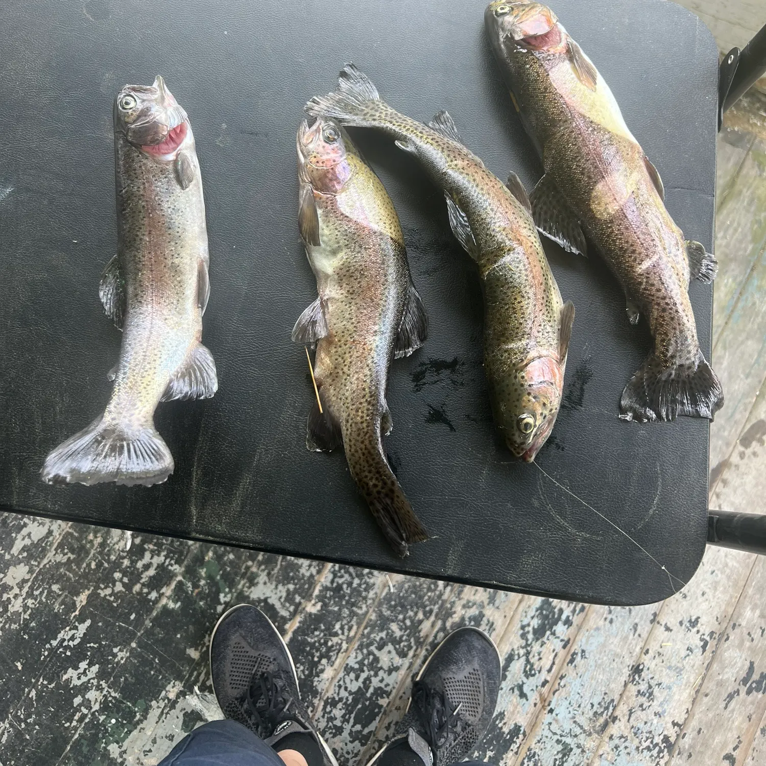 recently logged catches