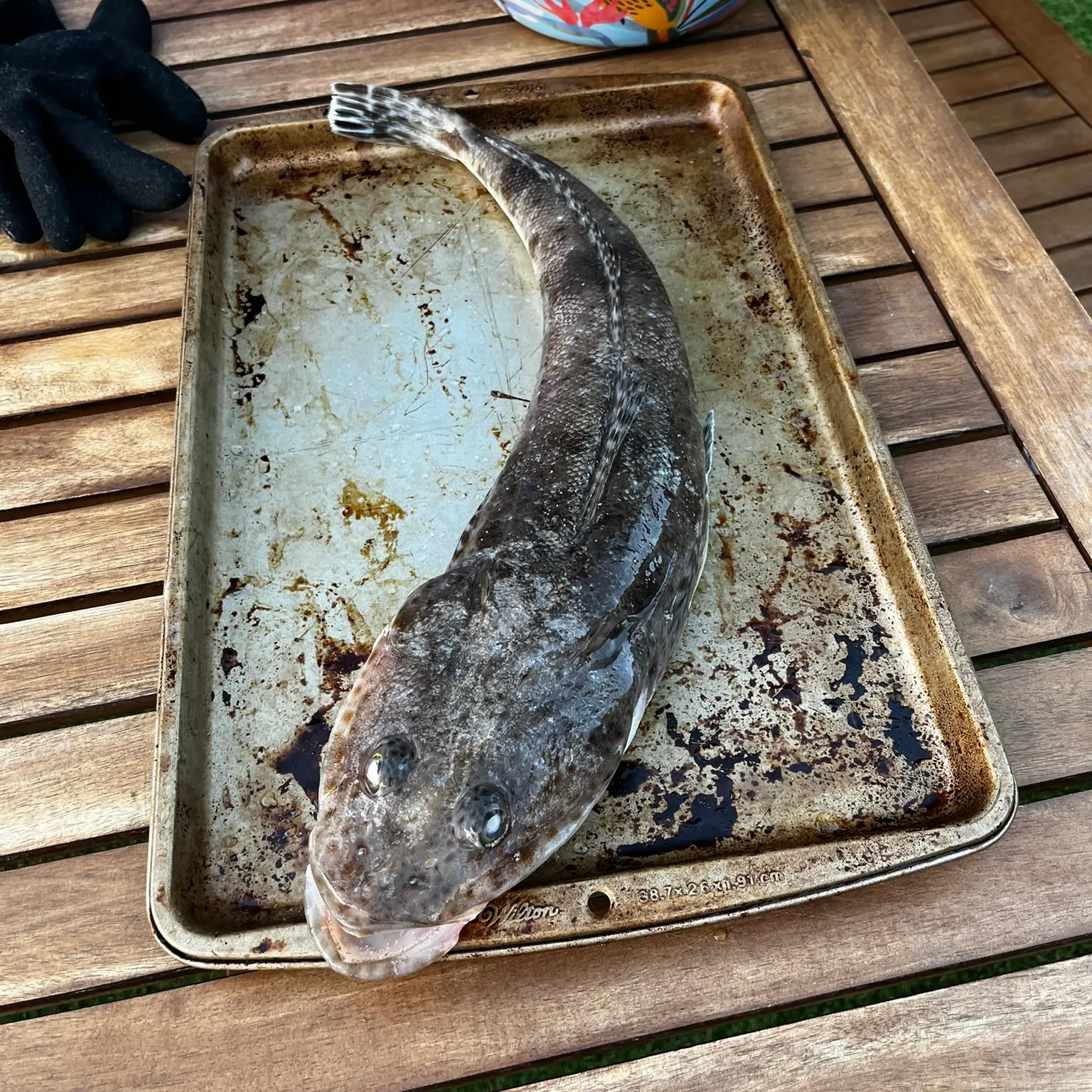 The most recent Blue-spotted flathead catches on Fishbrain