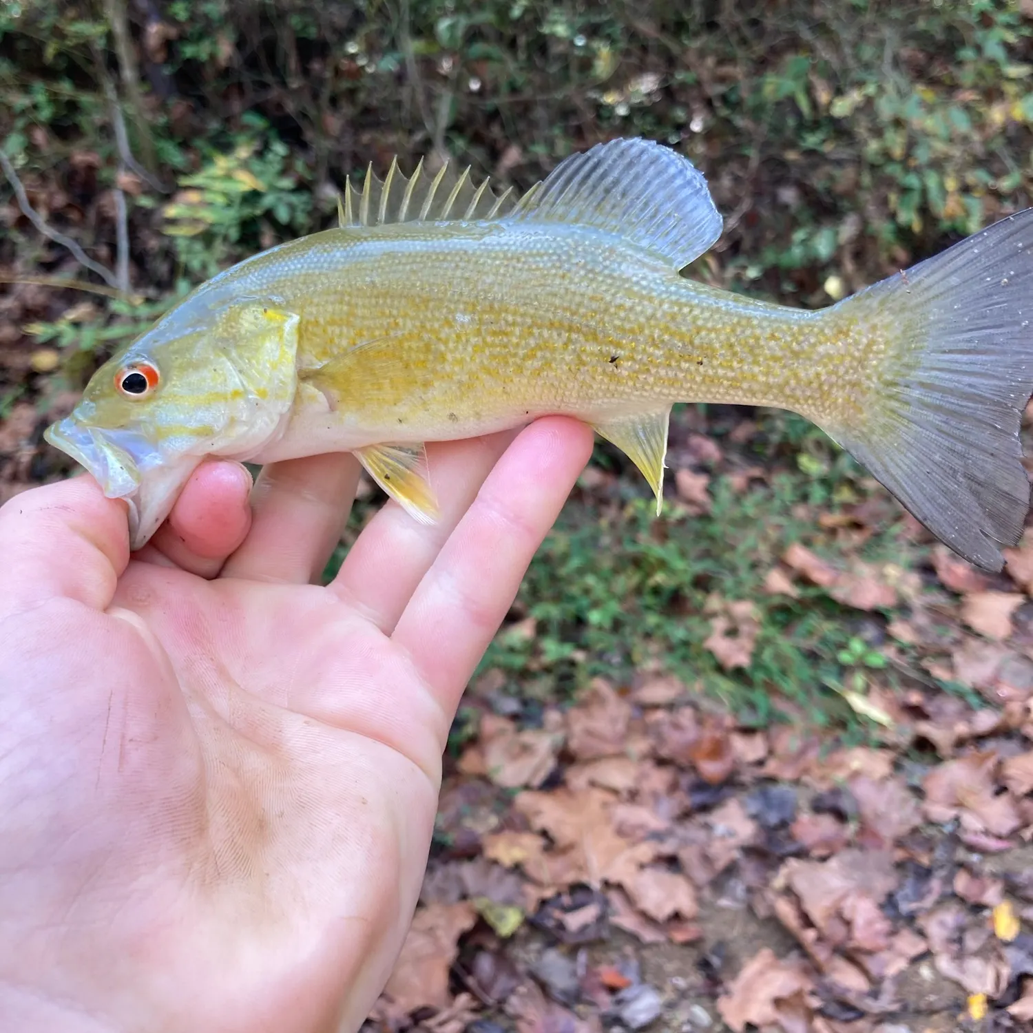 Smallmouth bass caught on Fishbrain