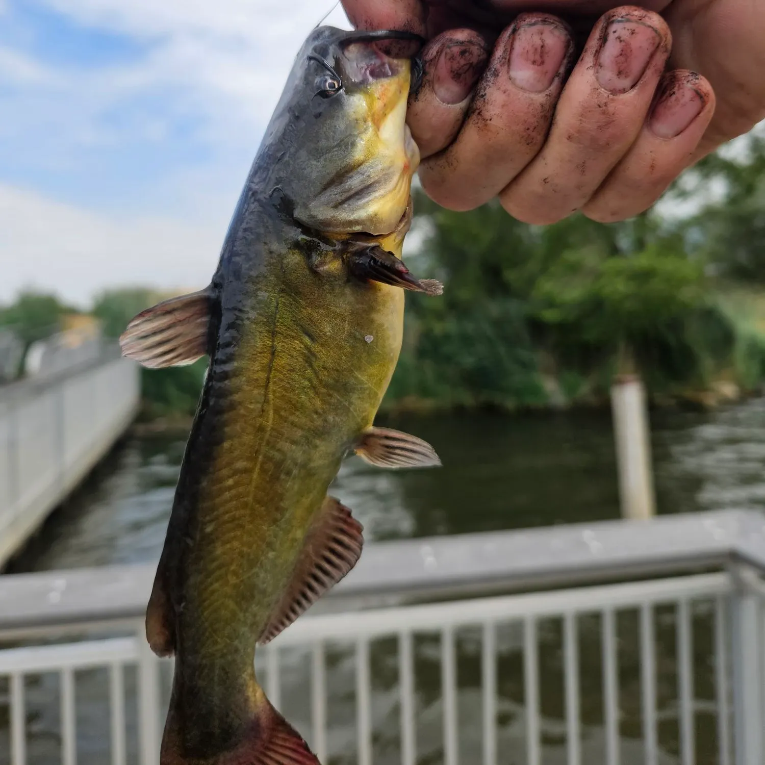 catch