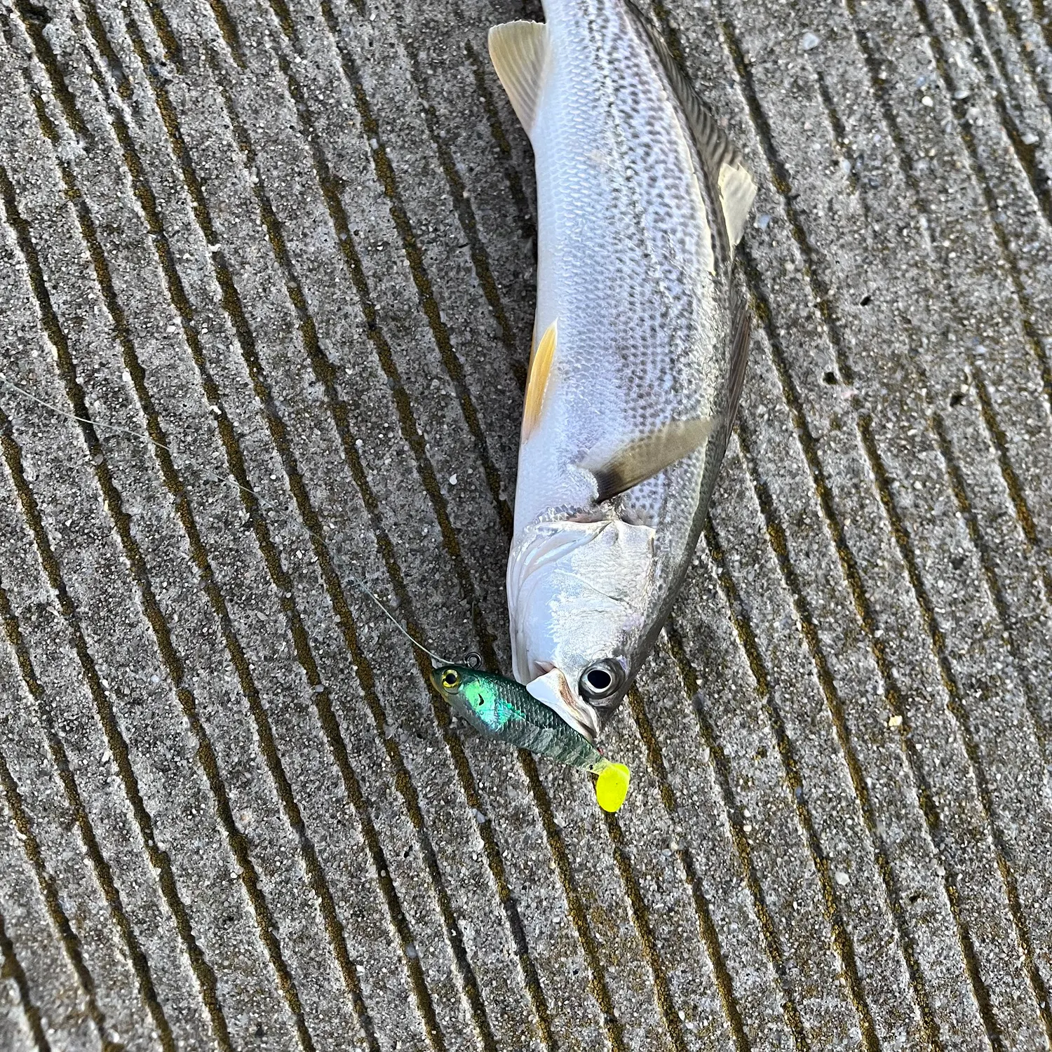 The most recent Gray weakfish catches on Fishbrain