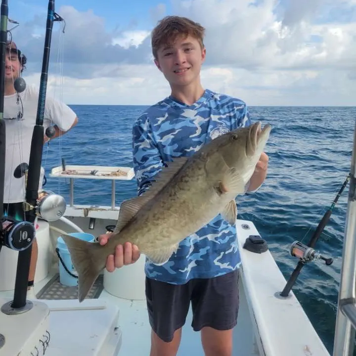 The most recent Gag grouper catches on Fishbrain