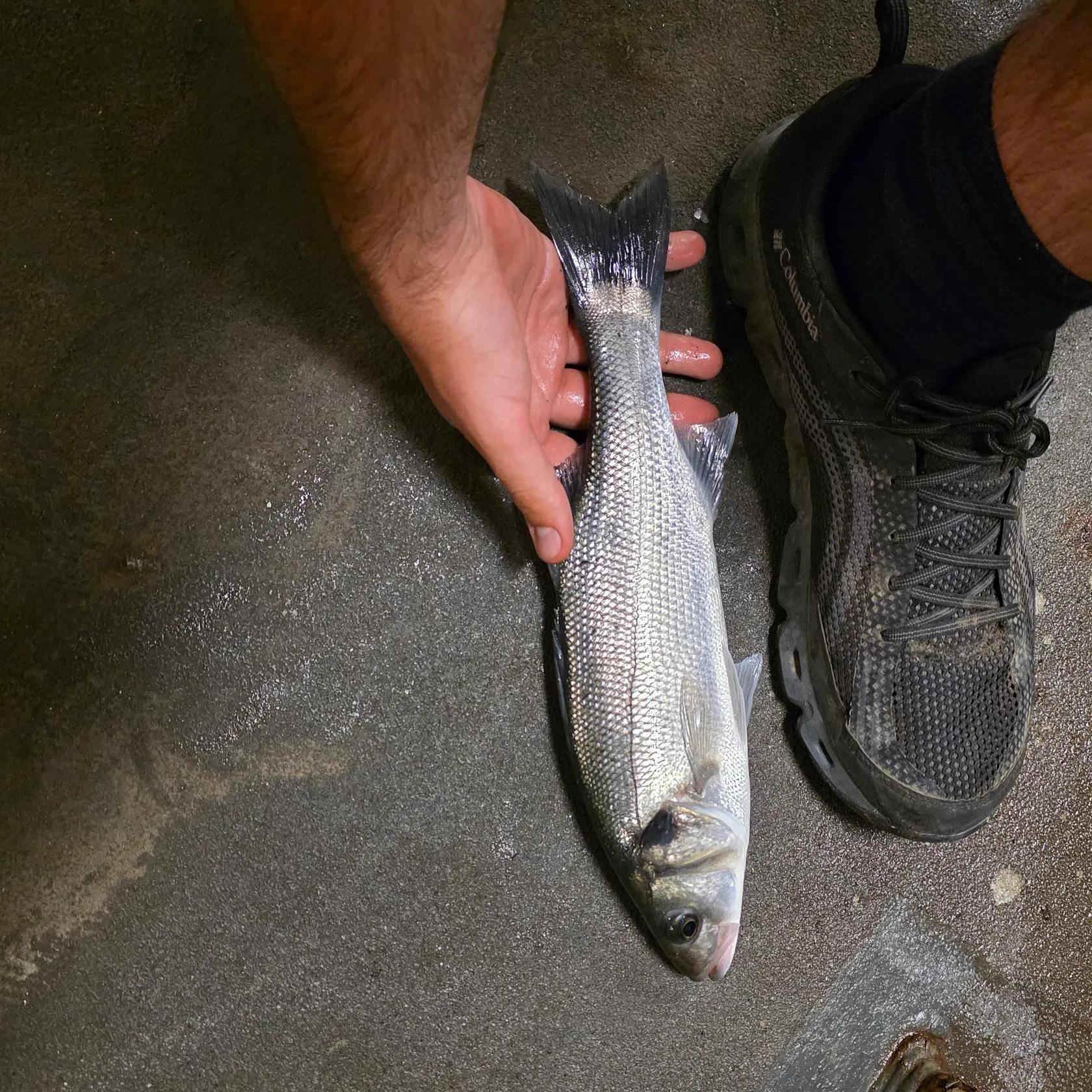 The most recent European seabass catches on Fishbrain