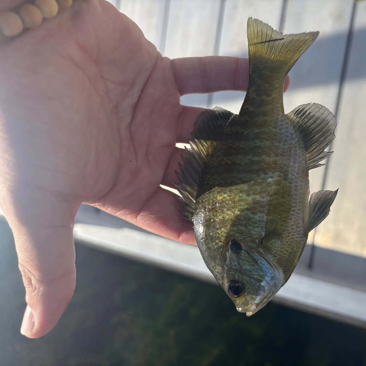 Bluegill caught on Fishbrain