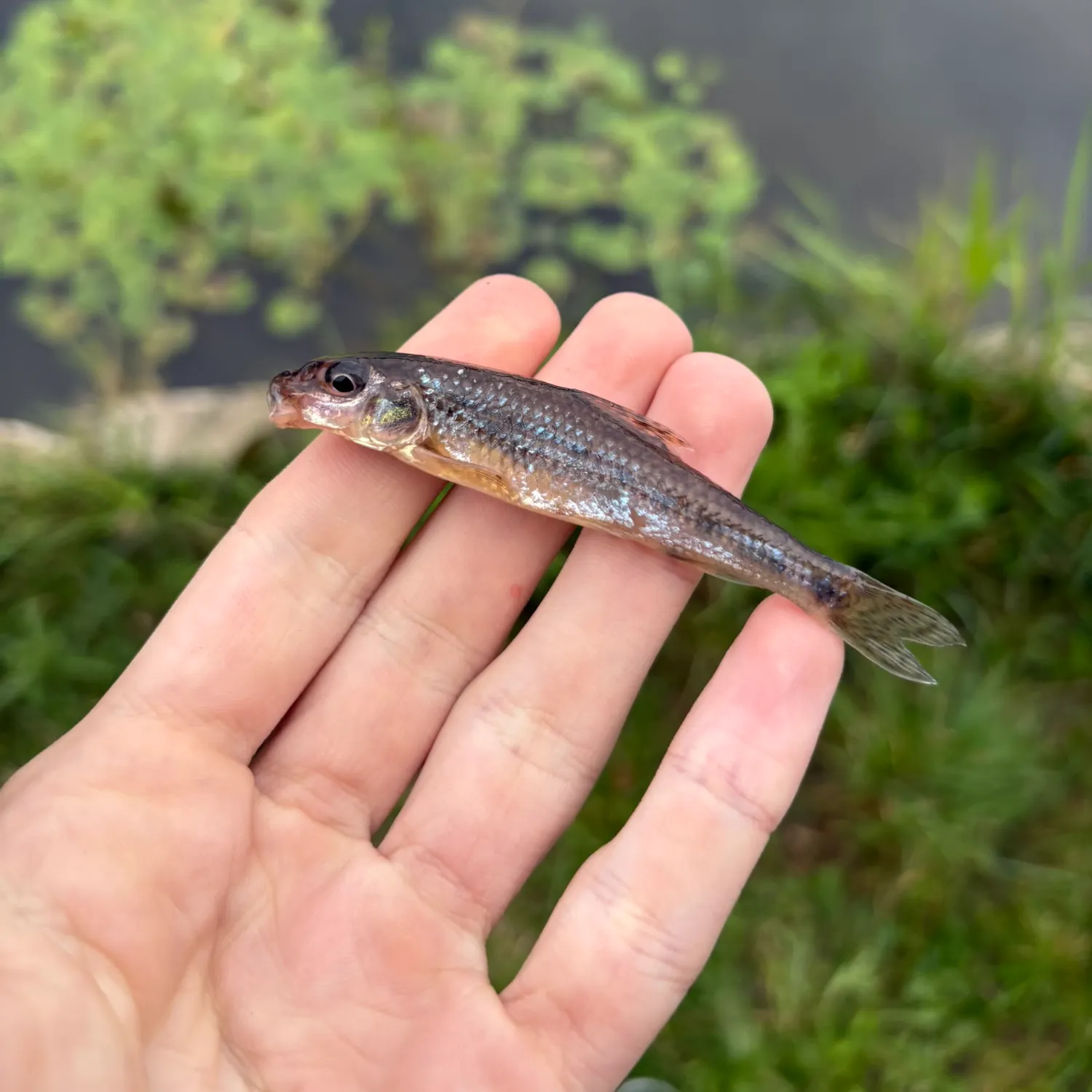 Gudgeon caught on Fishbrain