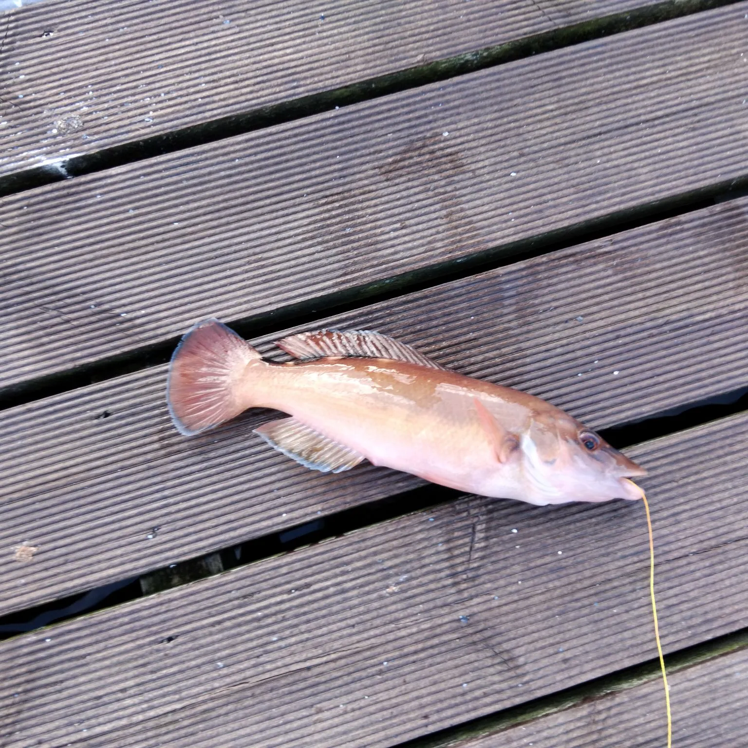 The most recent Cuckoo wrasse catches on Fishbrain