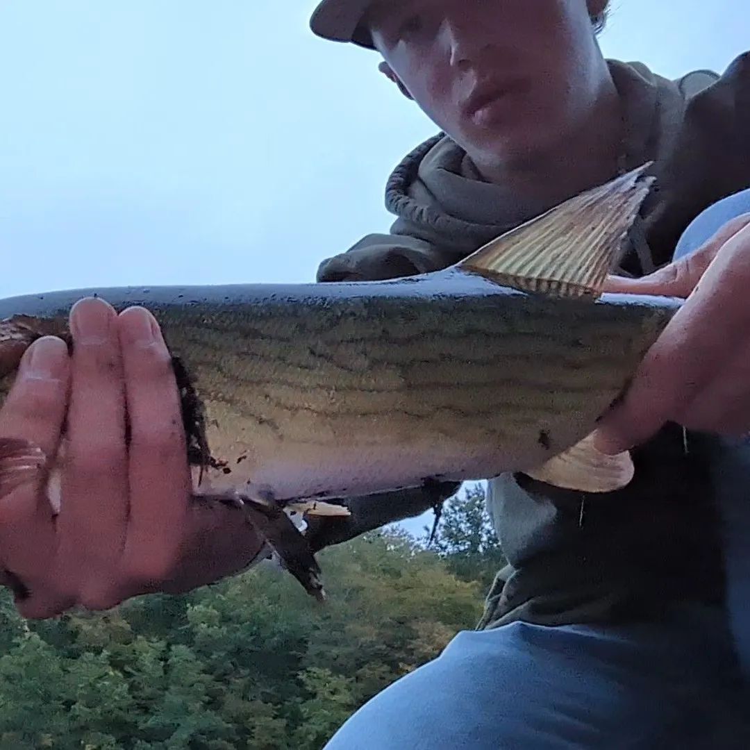 Chain pickerel caught on Fishbrain