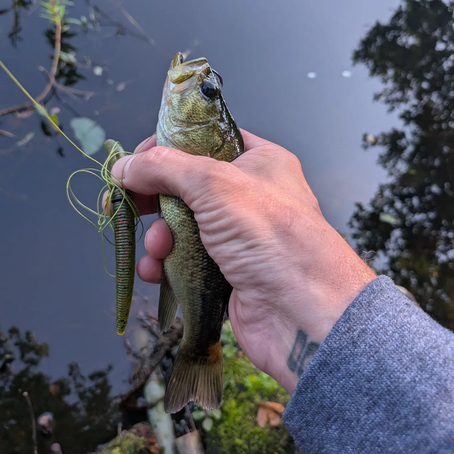 Largemouth bass caught on Fishbrain