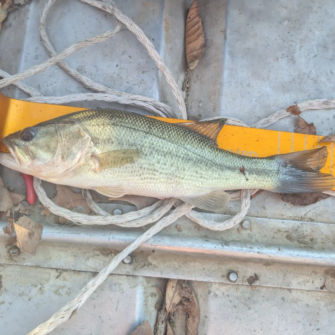 The most recent Smallmouth bass catches on Fishbrain