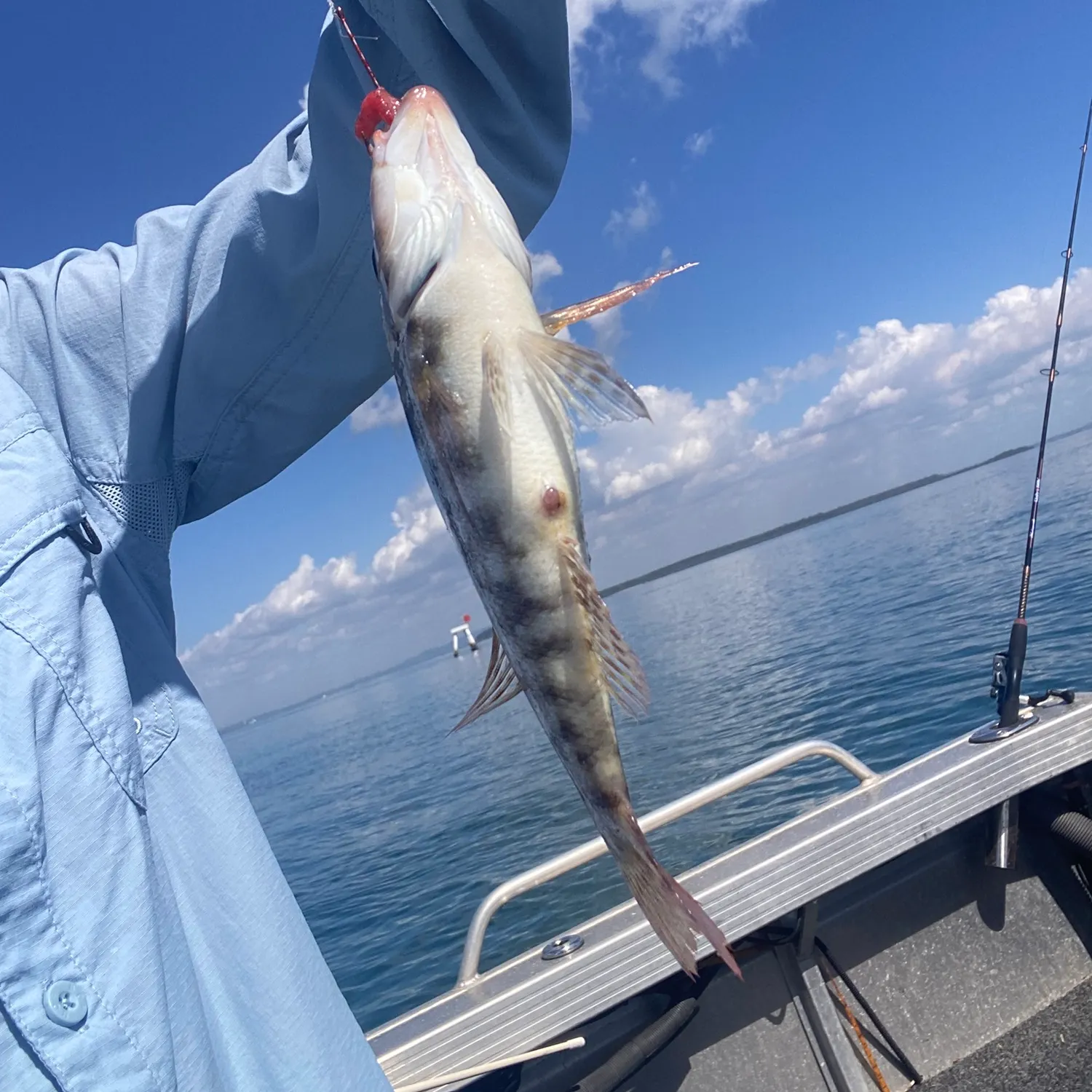 The most recent Grass emperor catches on Fishbrain