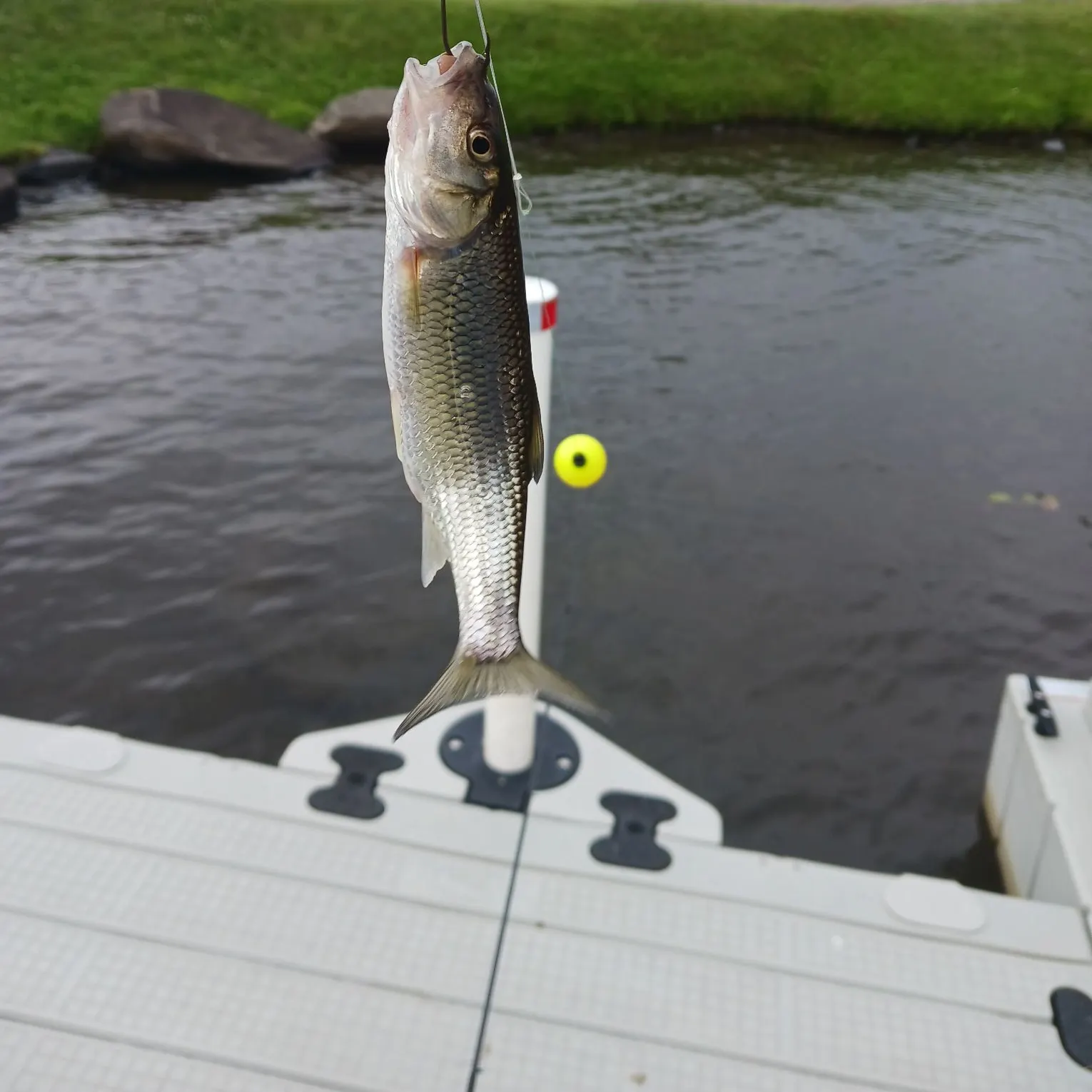 Fallfish caught on Fishbrain